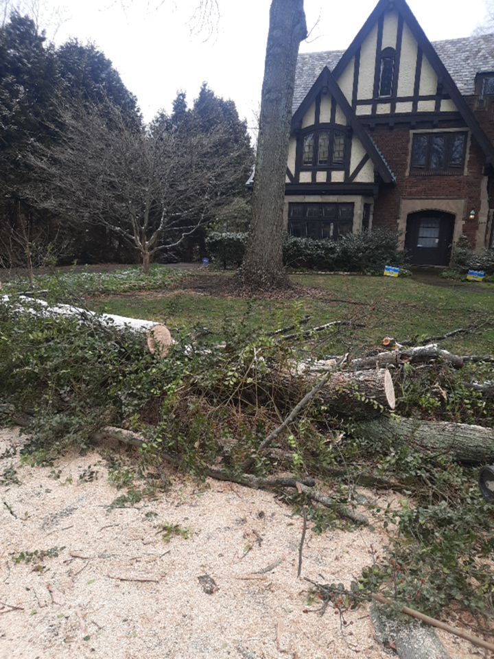 Tree Removal using Tree Removal by Mike Jones & Sons Tree Service LLC 