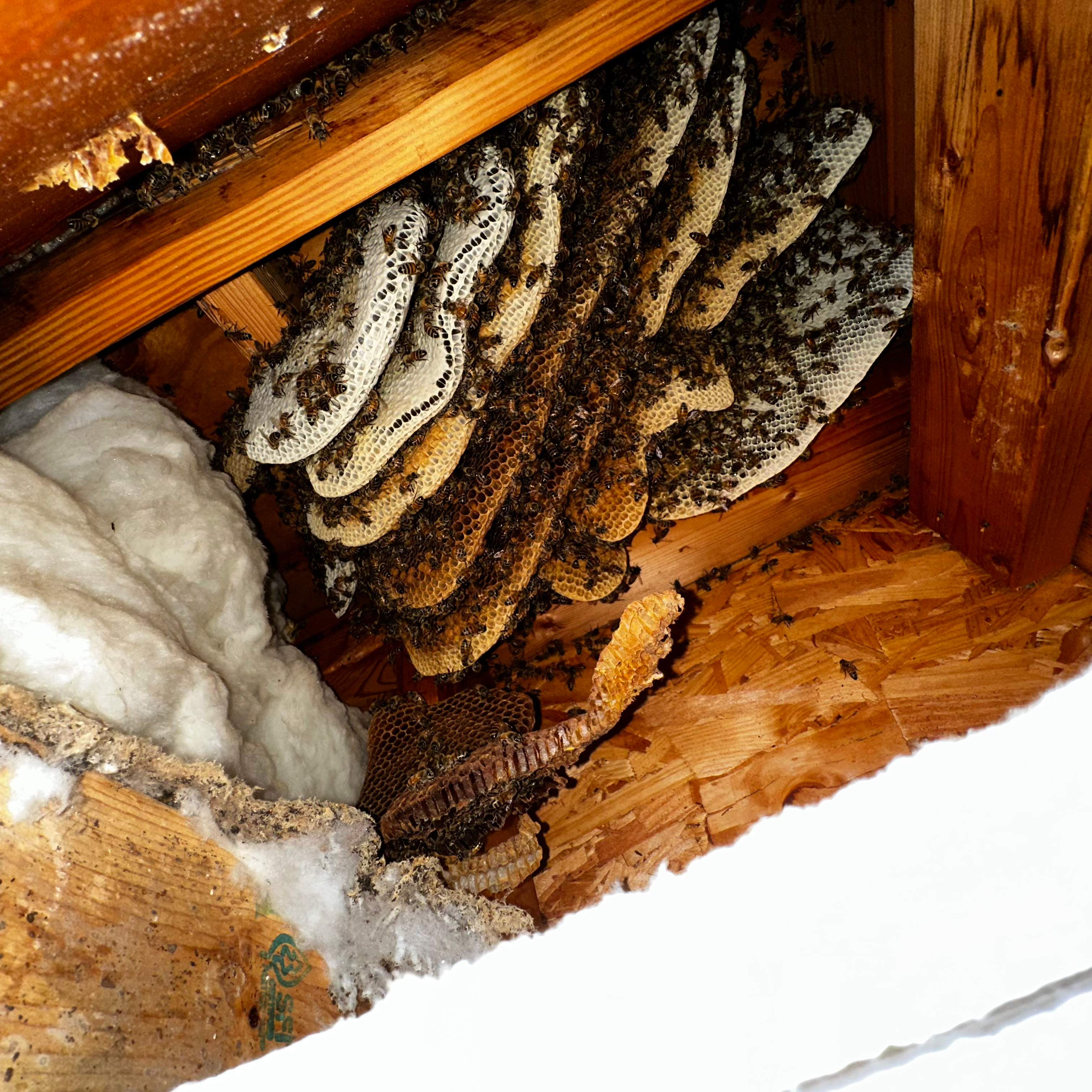 Ceiling Cutout by Rockwall Honey Bee Company