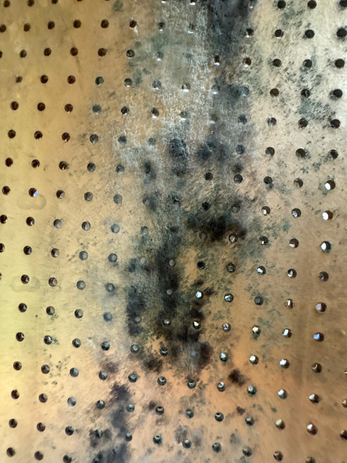 Mold Removal In Palmetto by Ampm Restoration Services