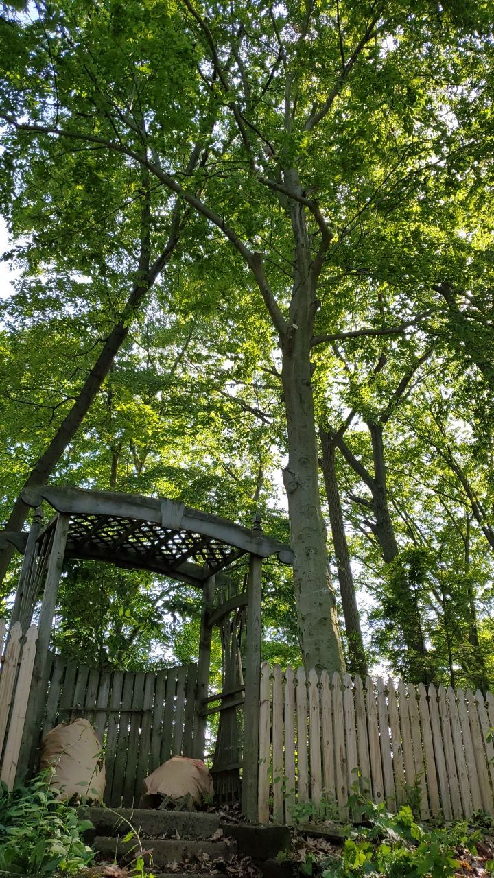 Tree Trimming using Tree Pruing by Mike Jones & Sons Tree Service LLC 