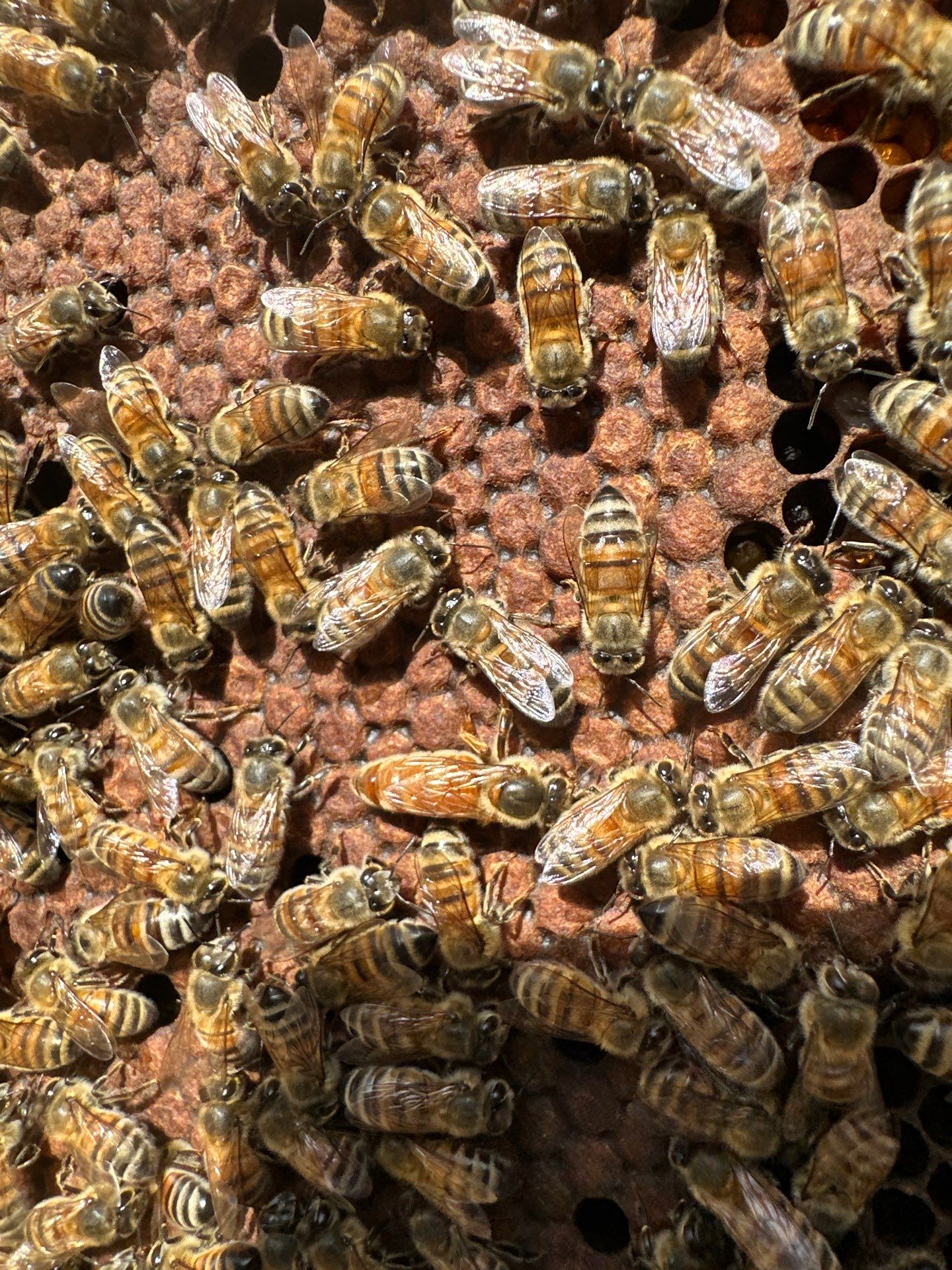 Urban Bees in Richardson by Rockwall Honey Bee Company