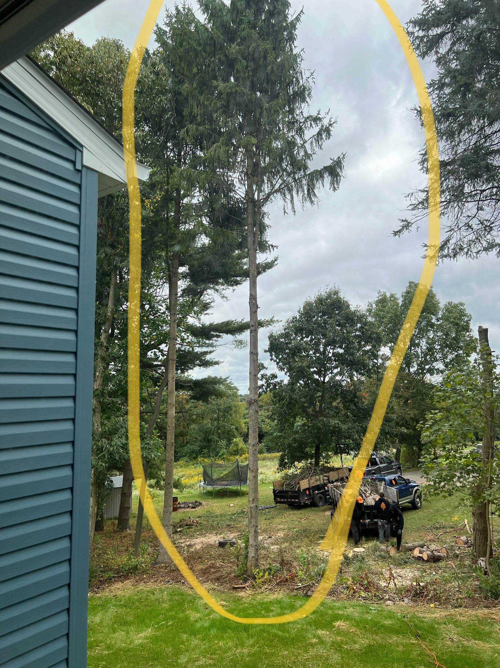 Tree Removal using Tree Removal by Mike Jones & Sons Tree Service LLC 