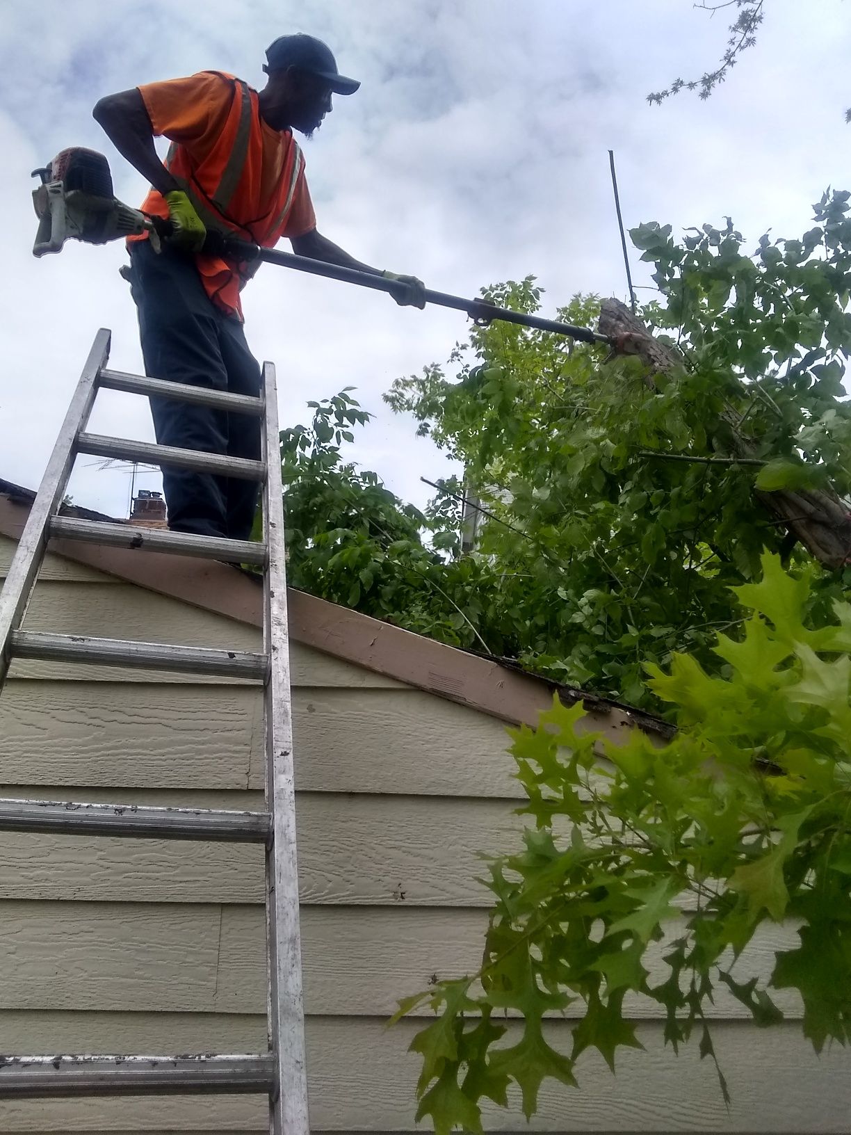 Tree Removal using Tree Removal by Mike Jones & Sons Tree Service LLC 