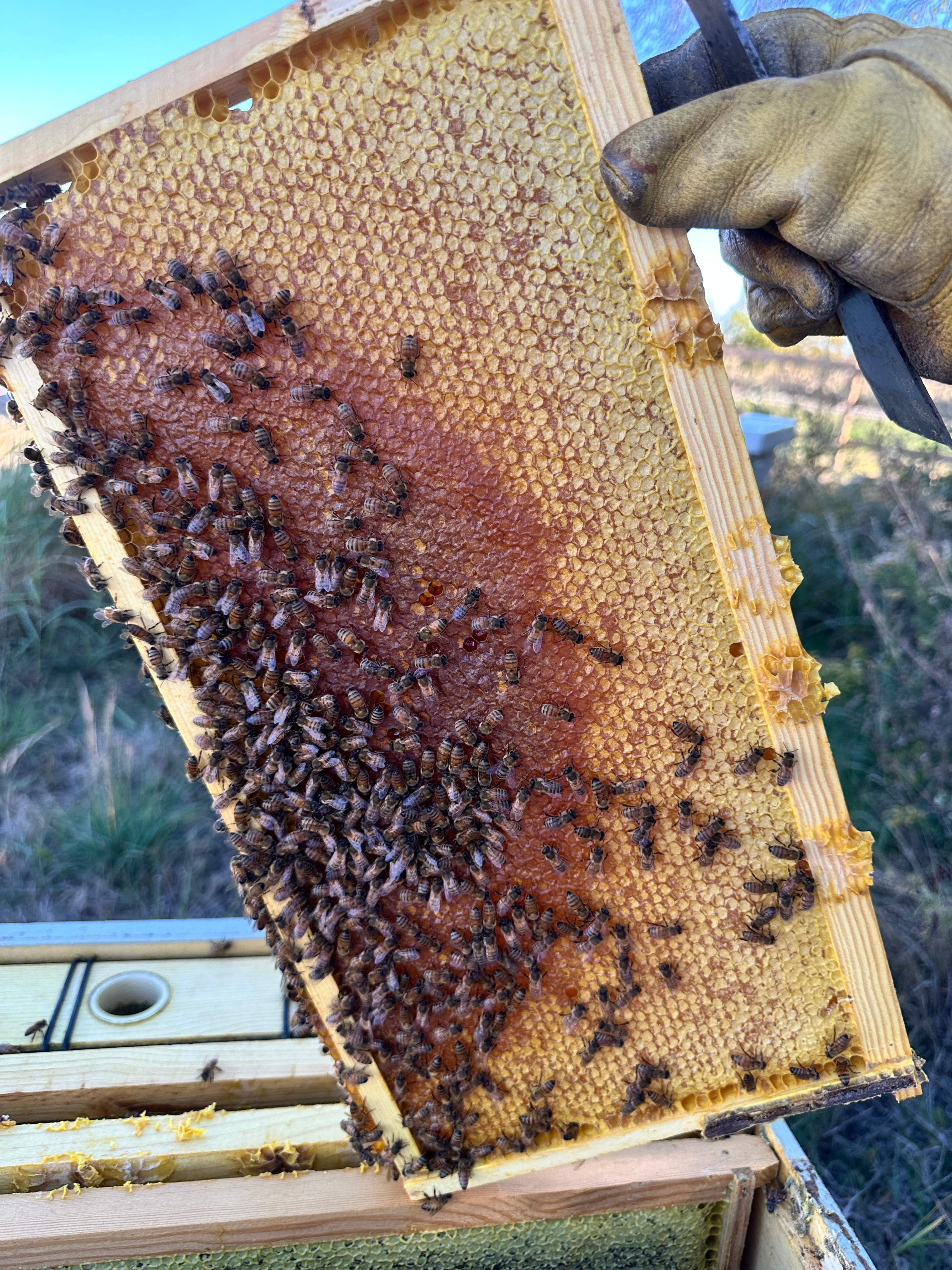 Honey-Maker Apiary in Greenville by Rockwall Honey Bee Company
