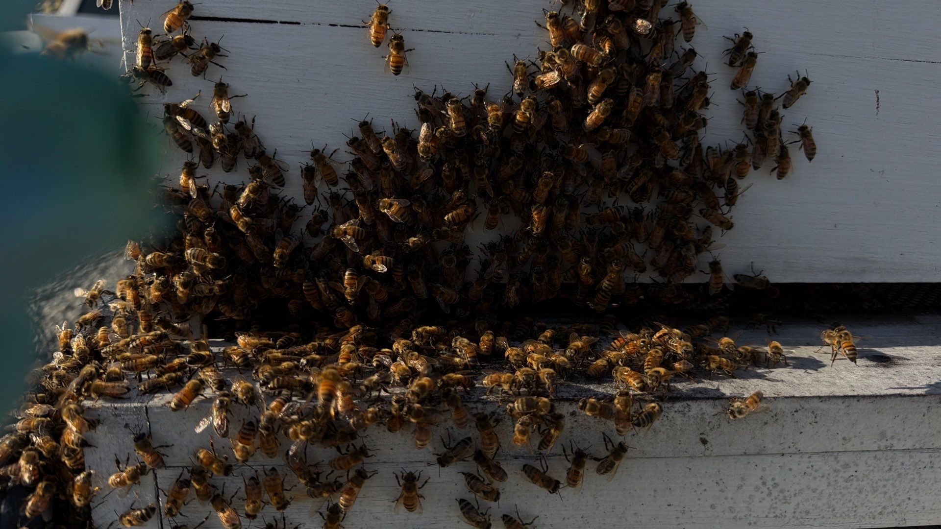 Momma K’s apiary by Rockwall Honey Bee Company