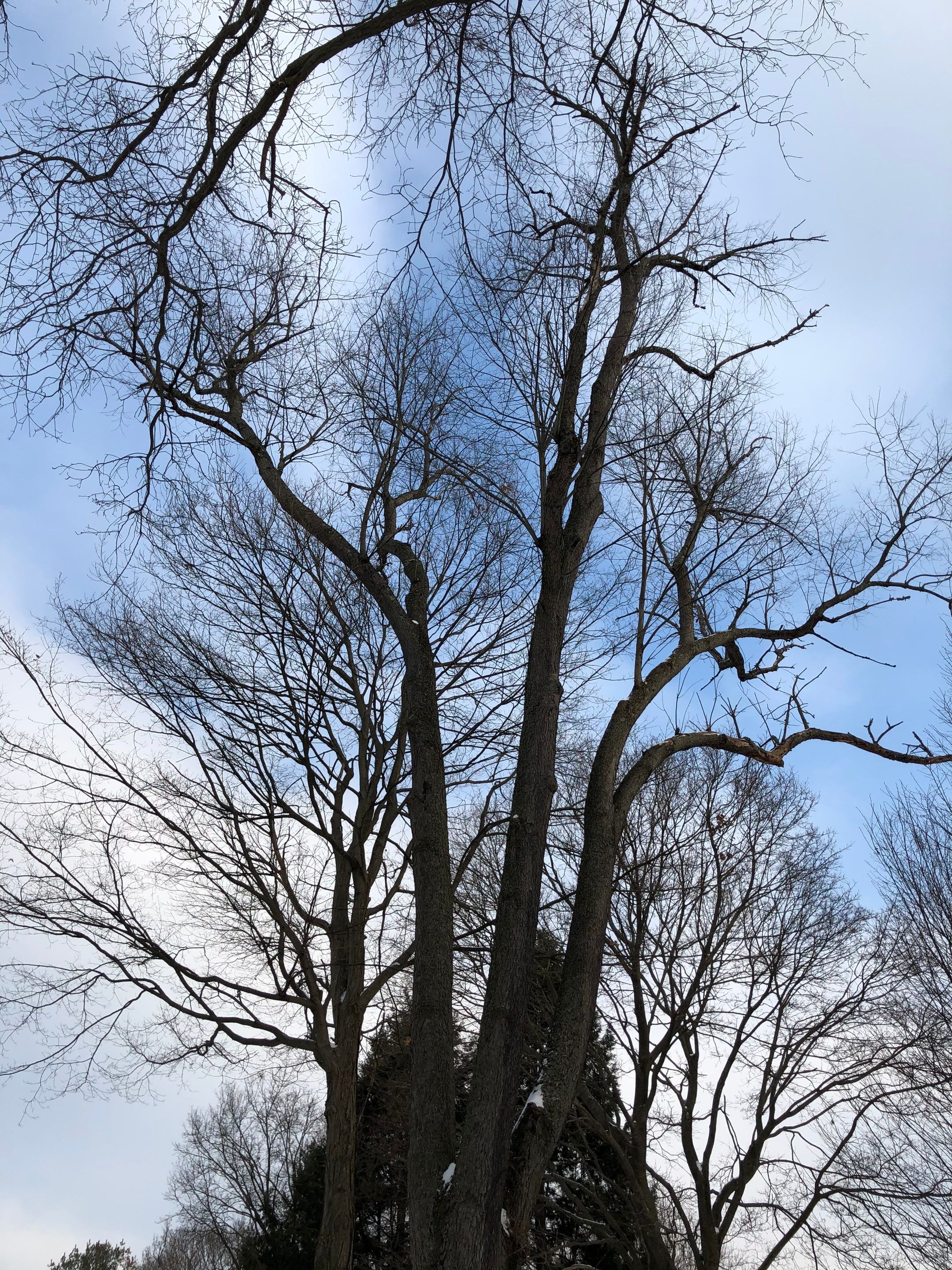 Firewood Delivery  using Seasoned Firewood by Mike Jones & Sons Tree Service LLC 