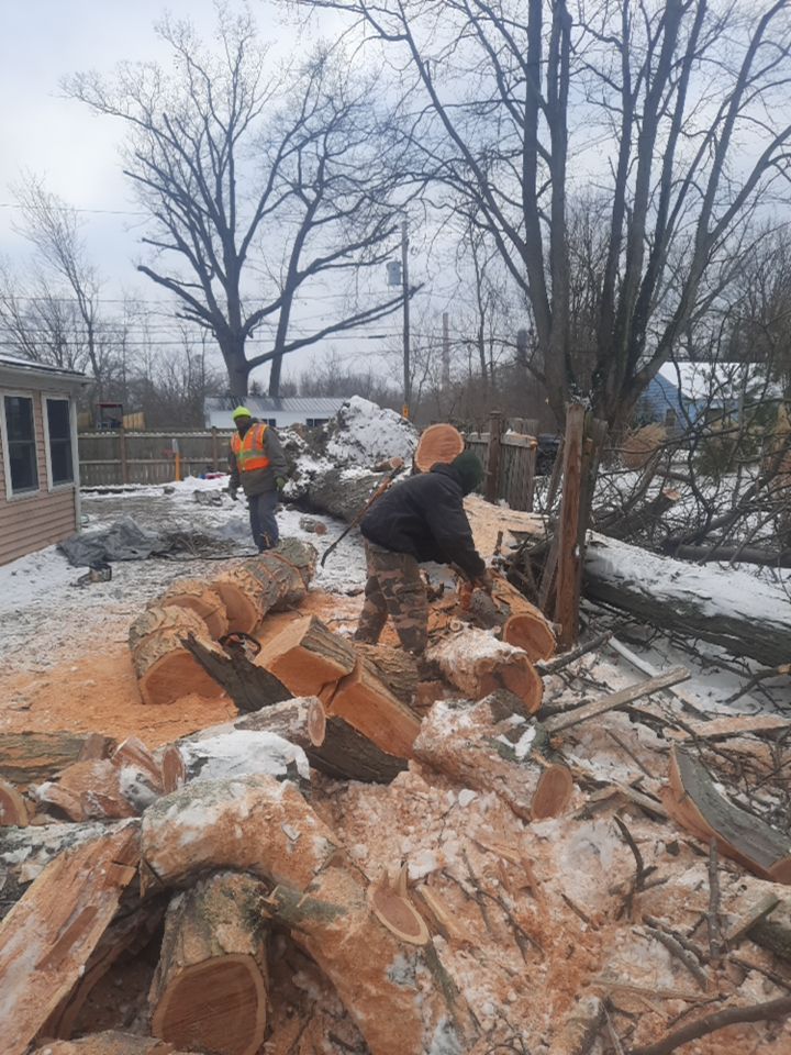 Storm Damaged Tree Removal  using Tree Removal by Mike Jones & Sons Tree Service LLC 