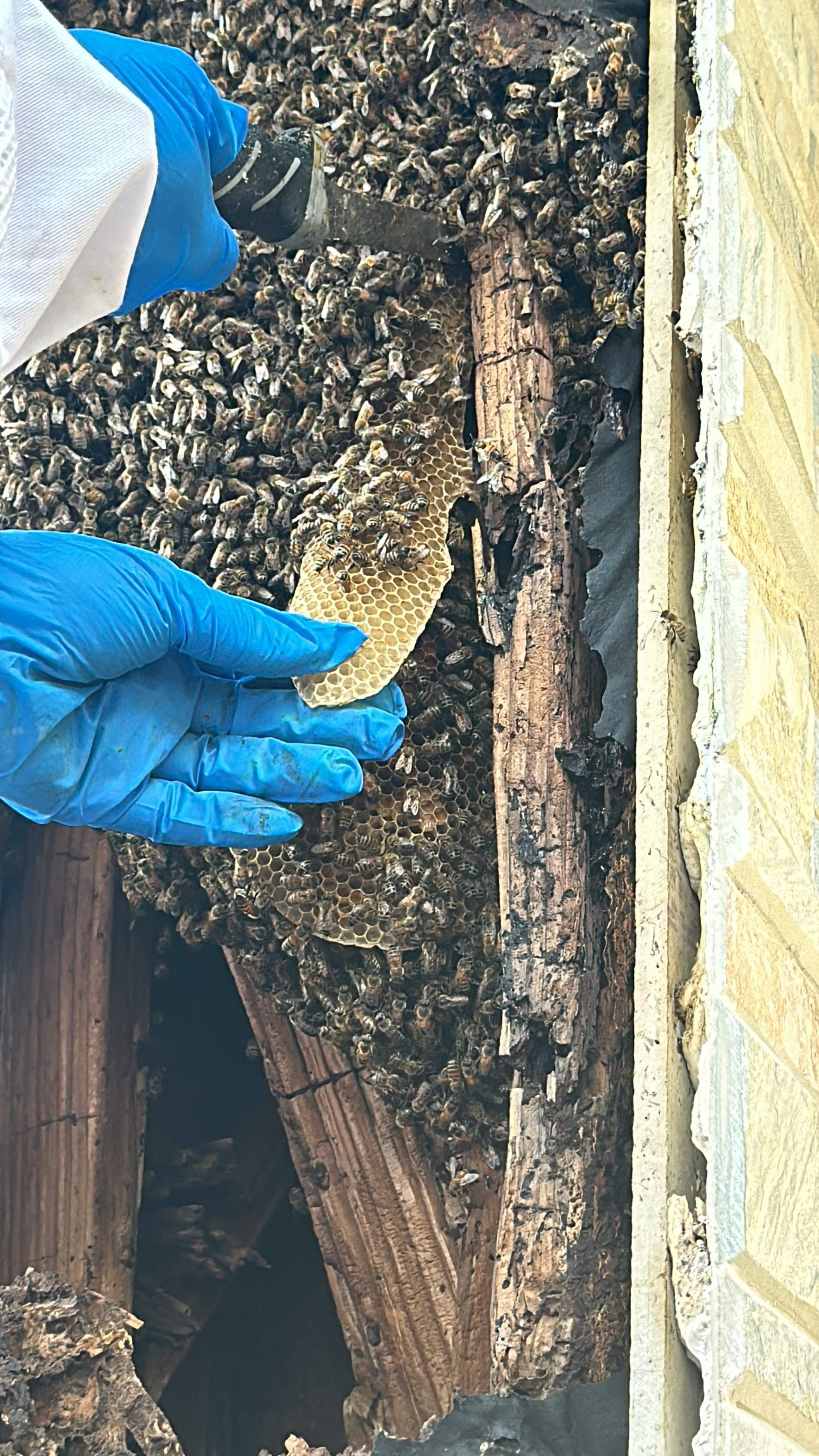 Scary Pergola by Rockwall Honey Bee Company