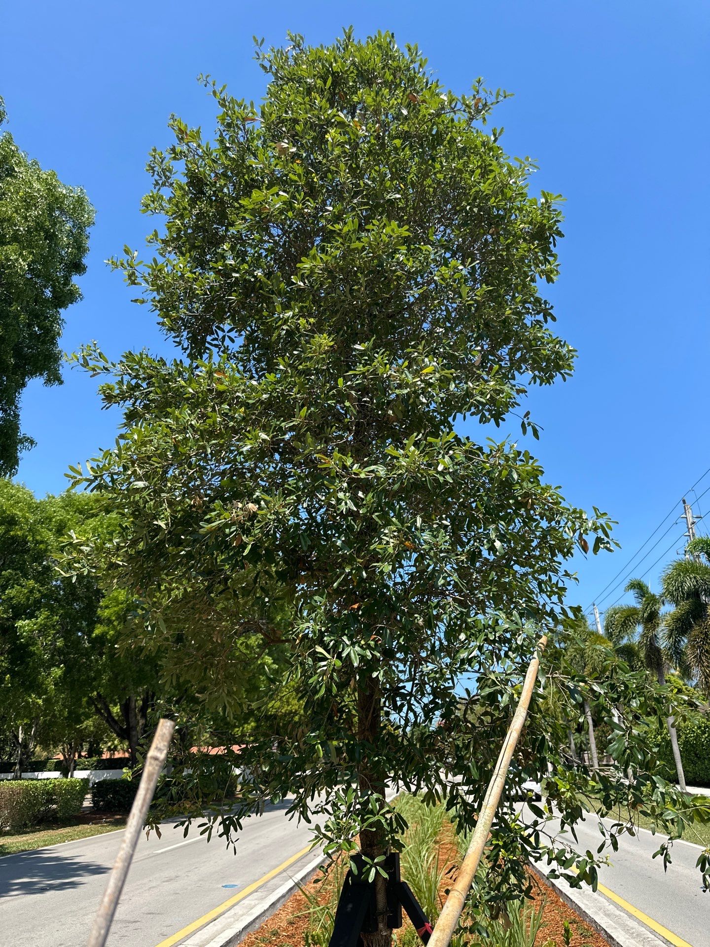 Pinecrest Median - New Native Landscape by Nature's Dream by Nature's Dream Landscape and Tree Service