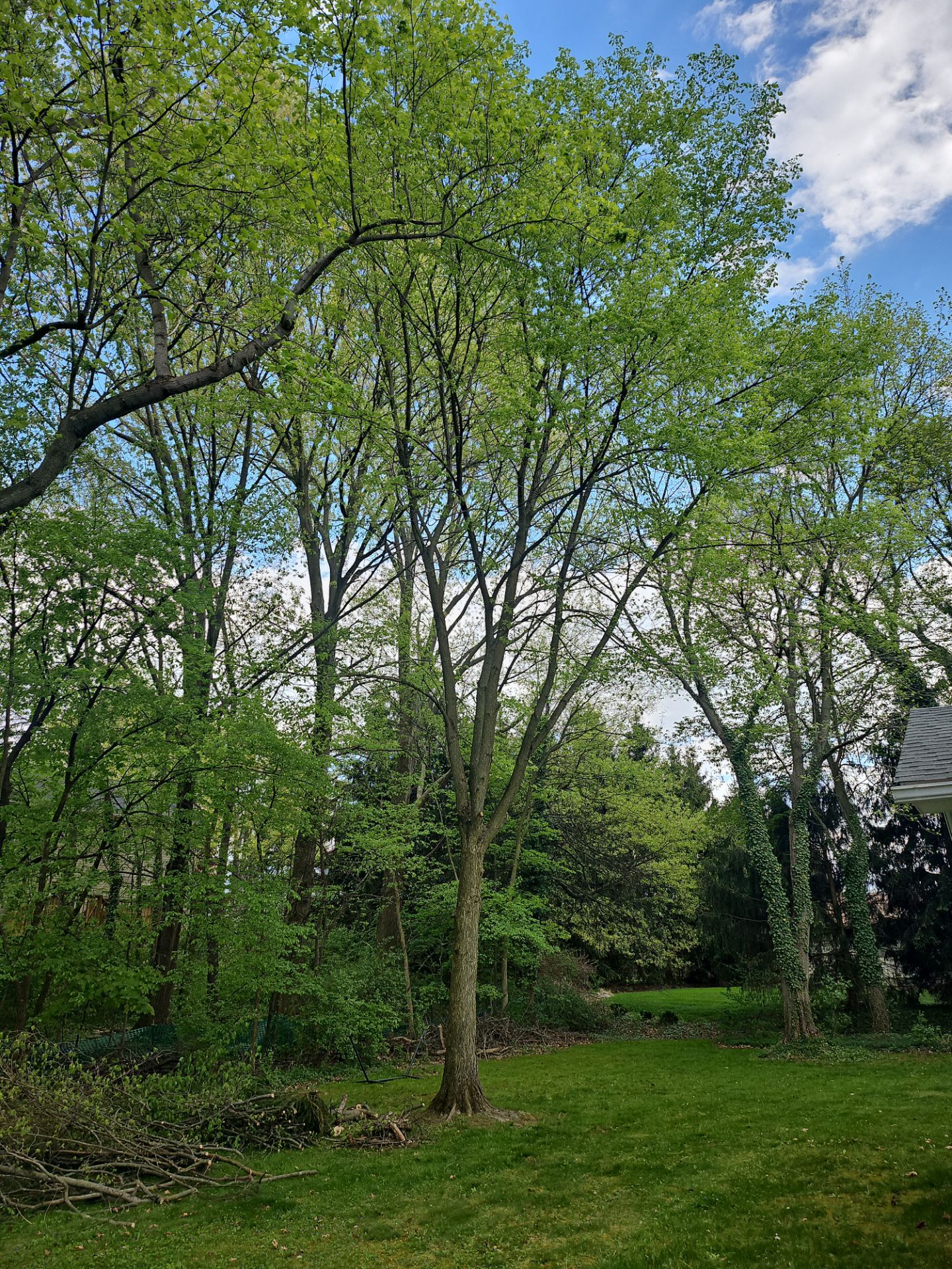 Tree Trimming using Tree Pruing by Mike Jones & Sons Tree Service LLC 