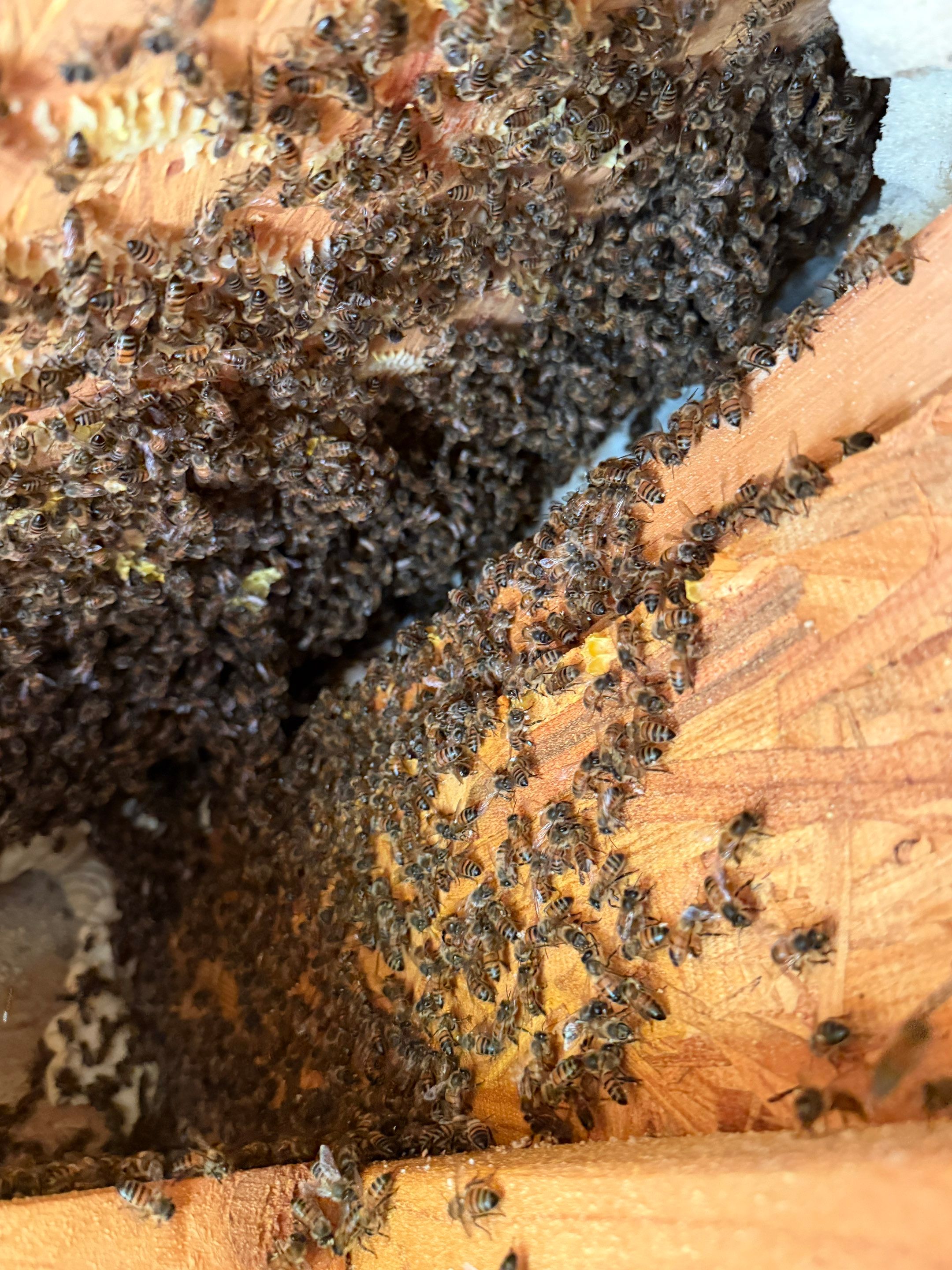 Spineless Cactus Bees by Rockwall Honey Bee Company