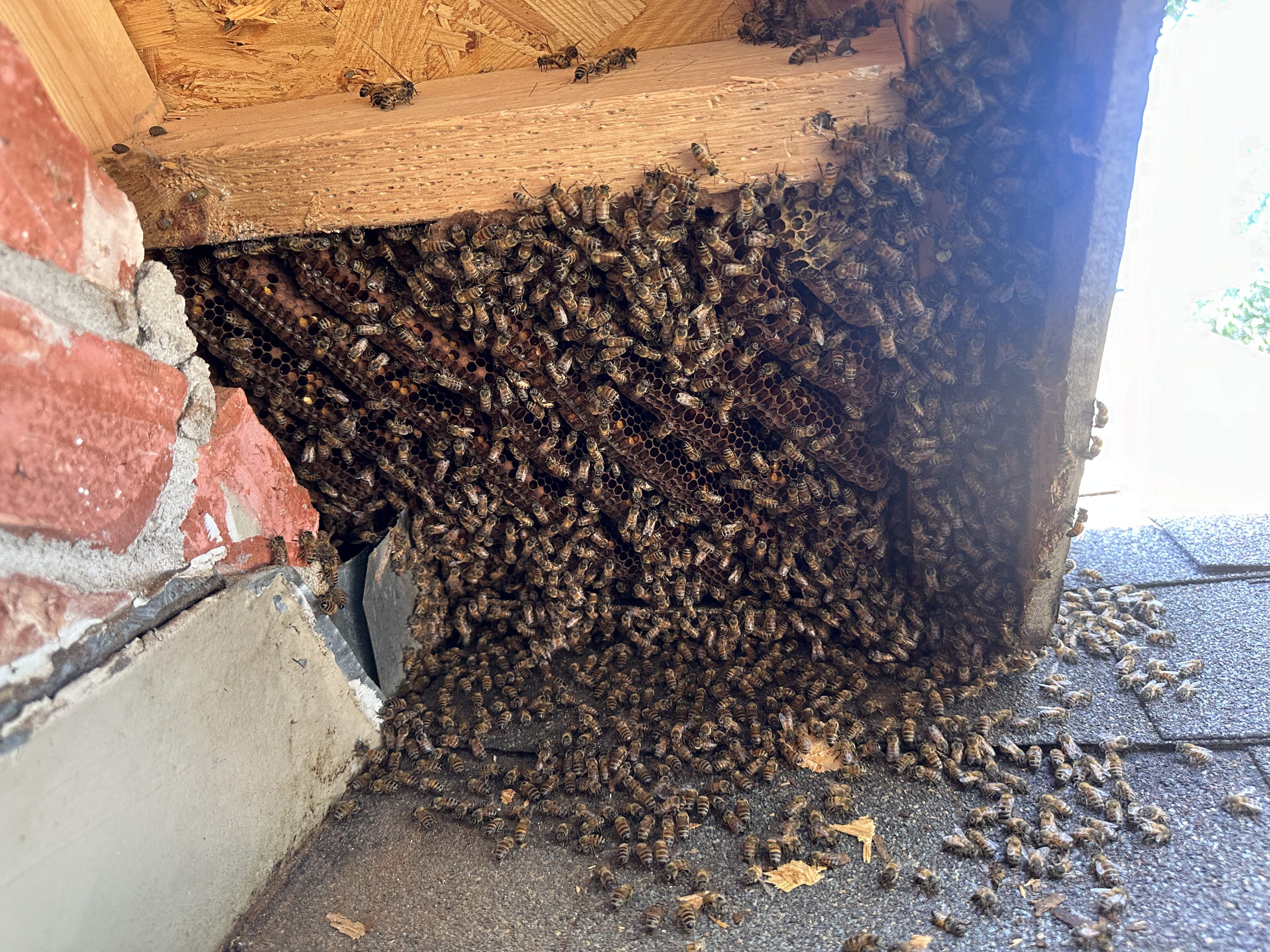 Roof Soffit by Rockwall Honey Bee Company