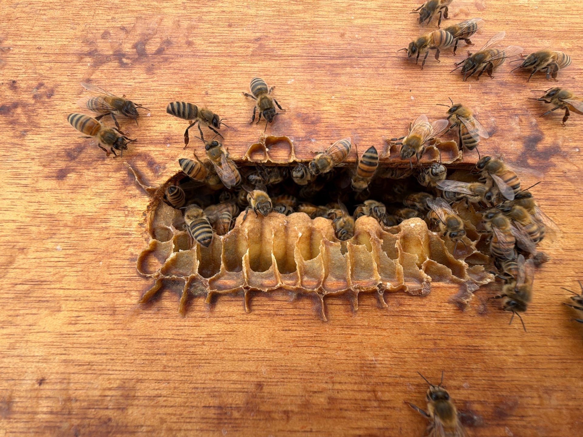 Bees at the Bank! by Rockwall Honey Bee Company