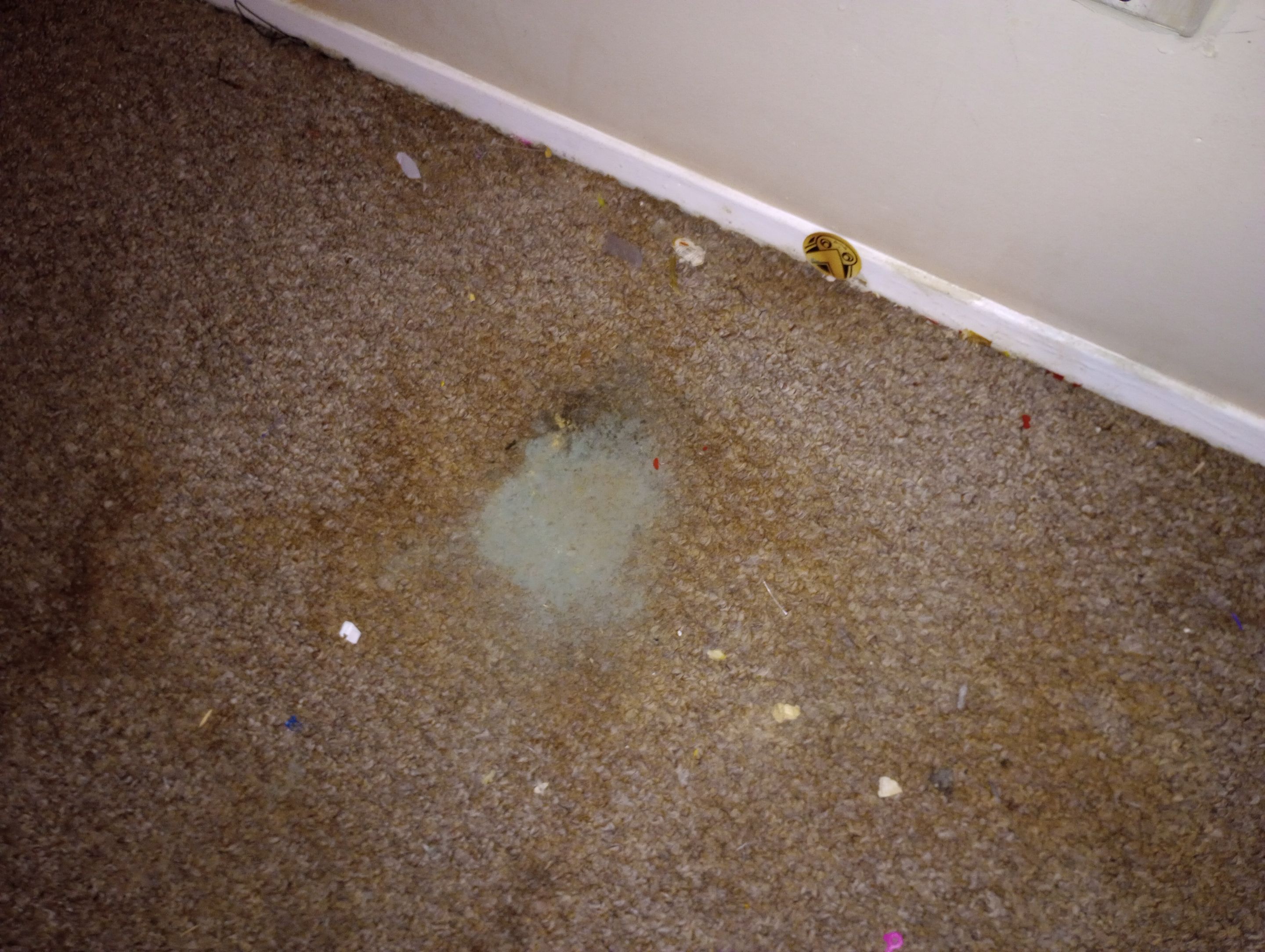 Mold Remediation After Water Damage in a Home in Clarksville, IN by ANR Restoration