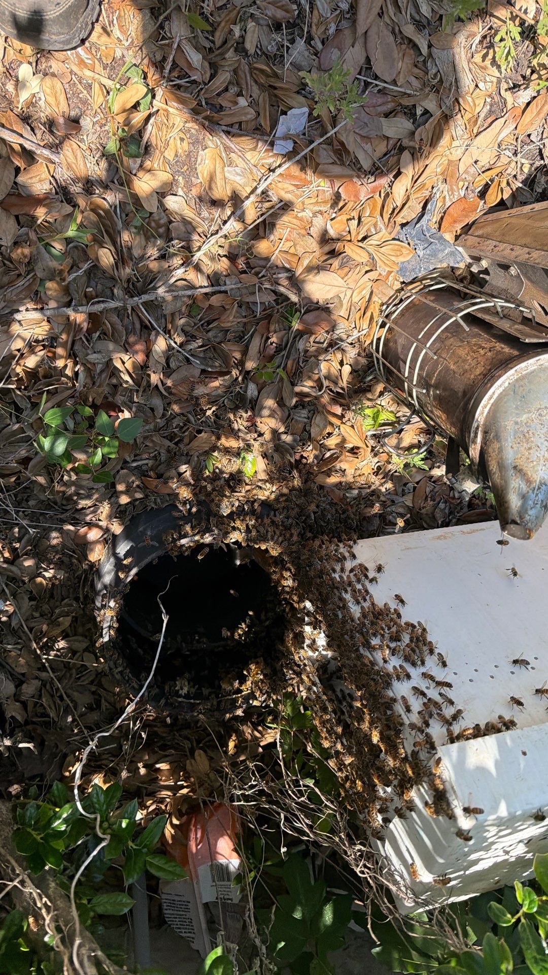 Bees in a box (in the ground) by Rockwall Honey Bee Company