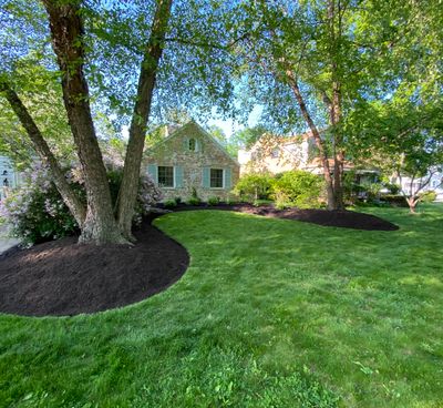 River Birch Maintenance