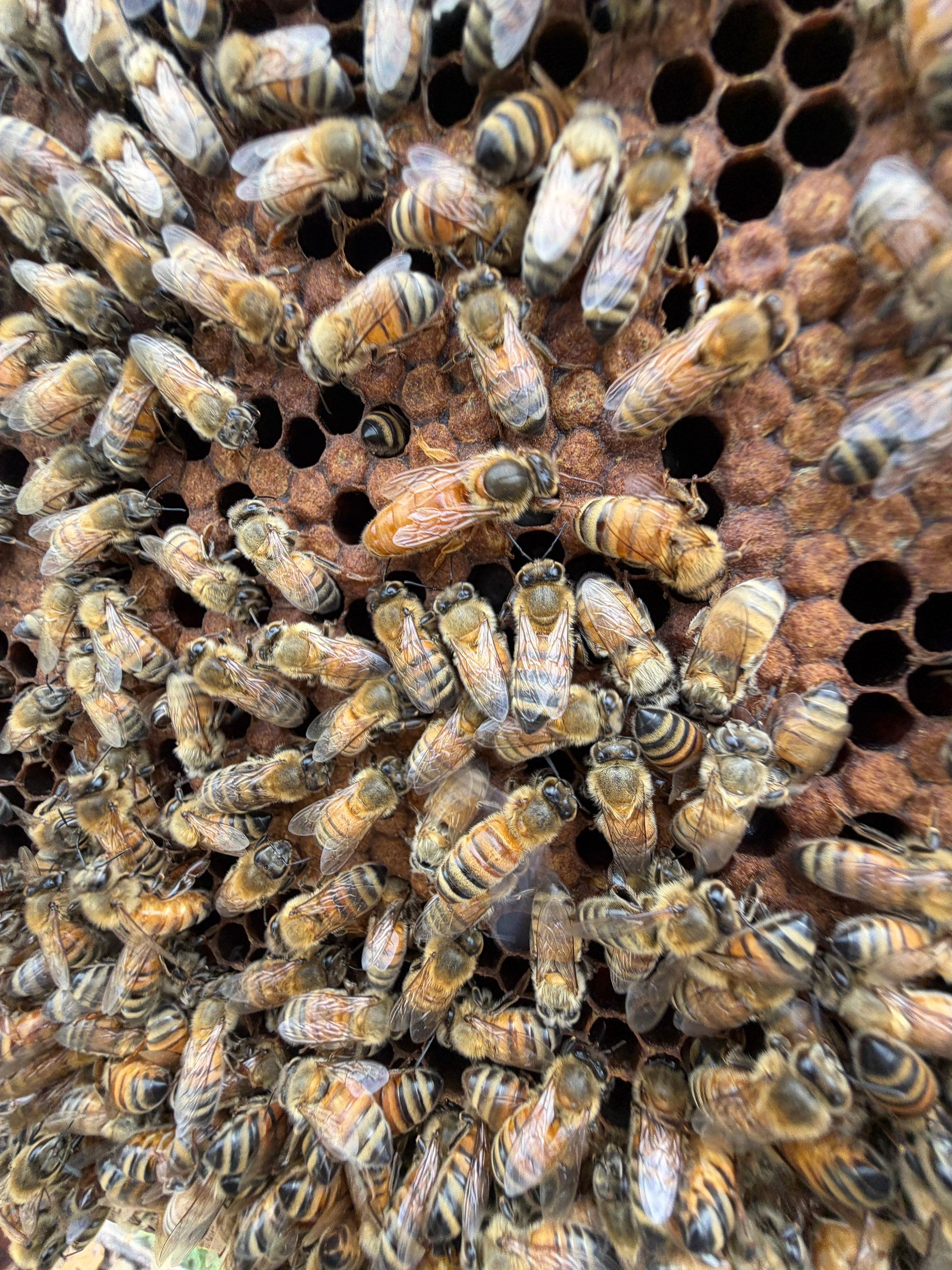 Exemption in Royse City, TX by Rockwall Honey Bee Company