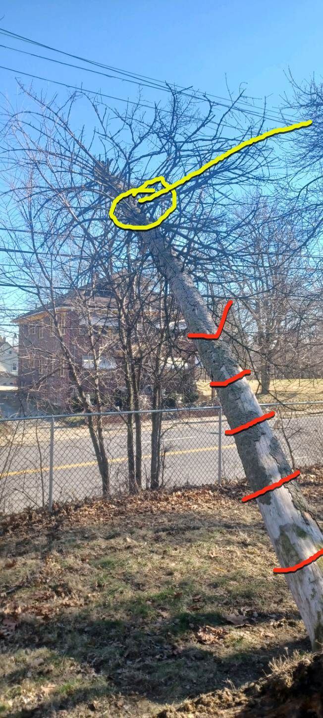 Tree Removal using Tree Removal by Mike Jones & Sons Tree Service LLC 