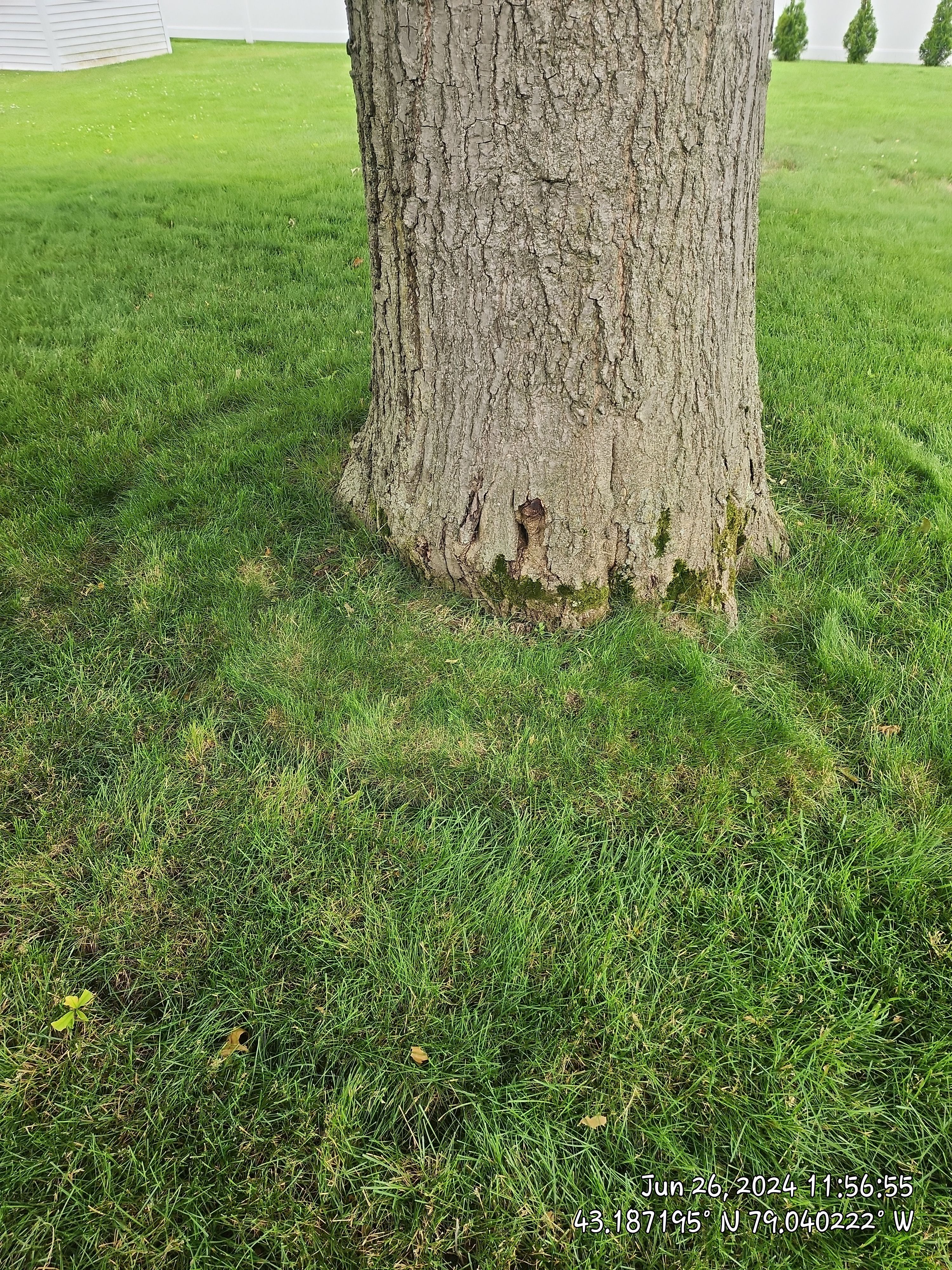 Griddling Root on Oak by Treeman Tom LLC