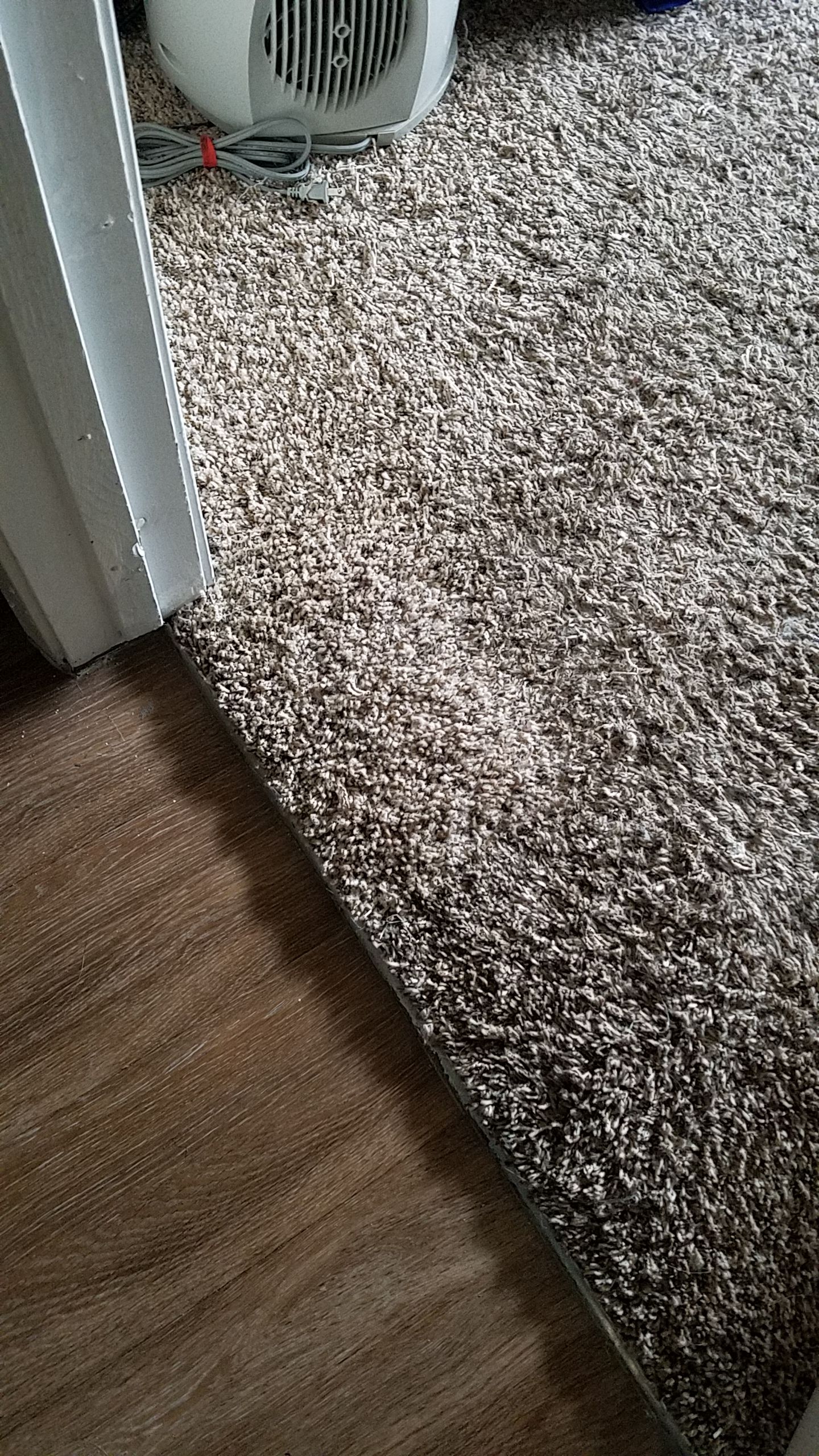 Carpet Repair for Dog Damage by Ardent Carpet Restore LLC