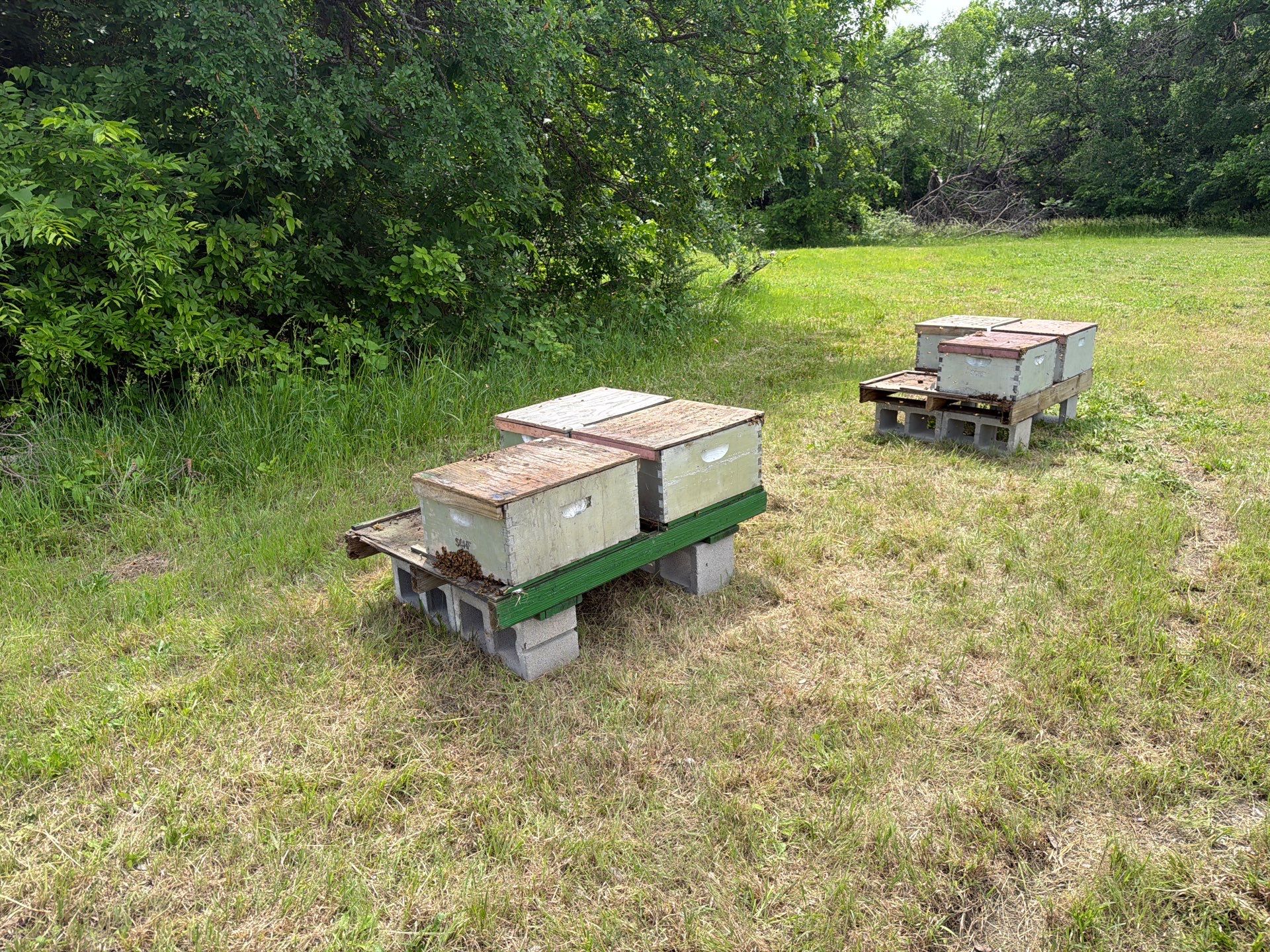 Ag. Exempt in Anna by Rockwall Honey Bee Company