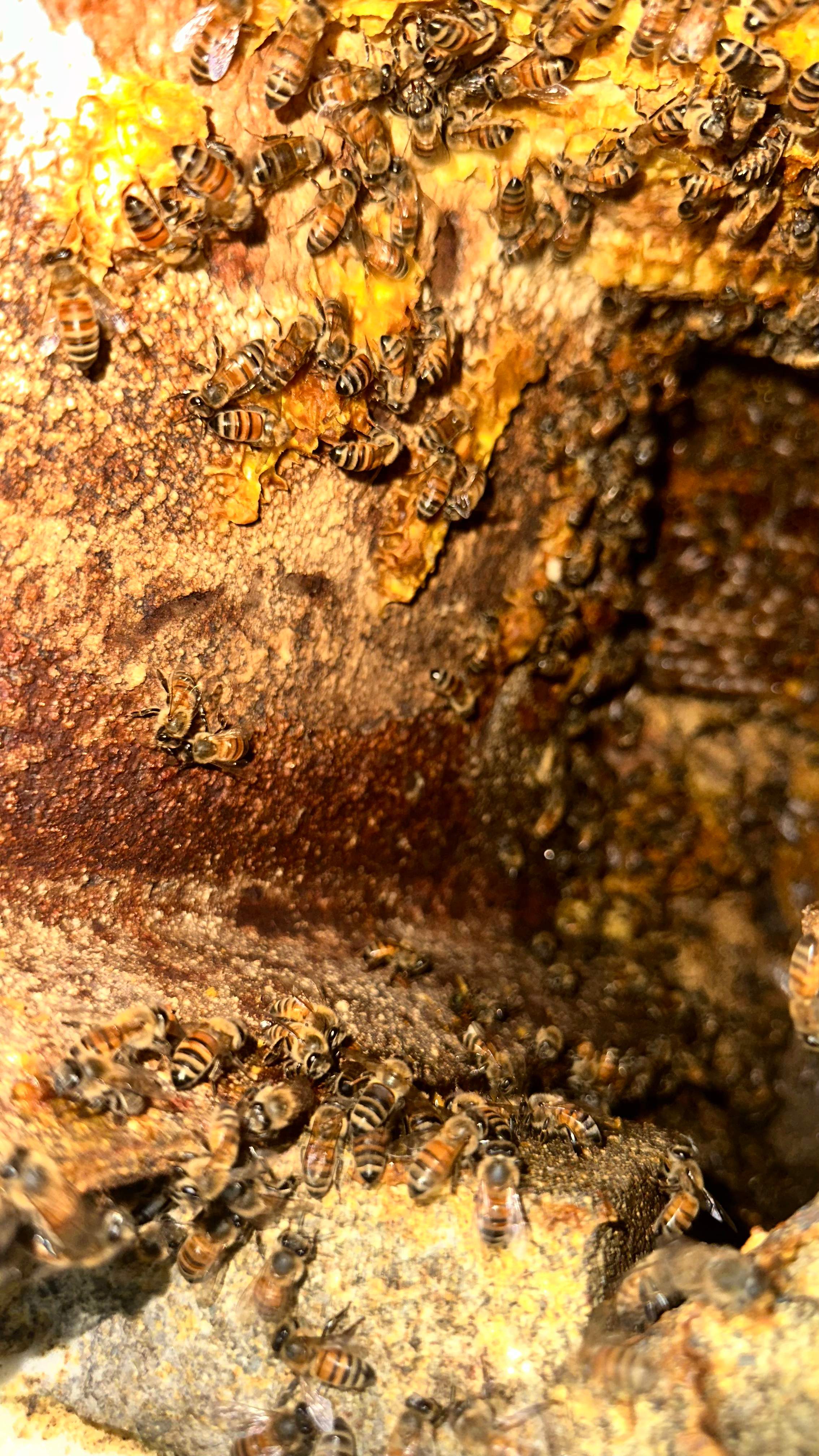 Art Gallery by Rockwall Honey Bee Company