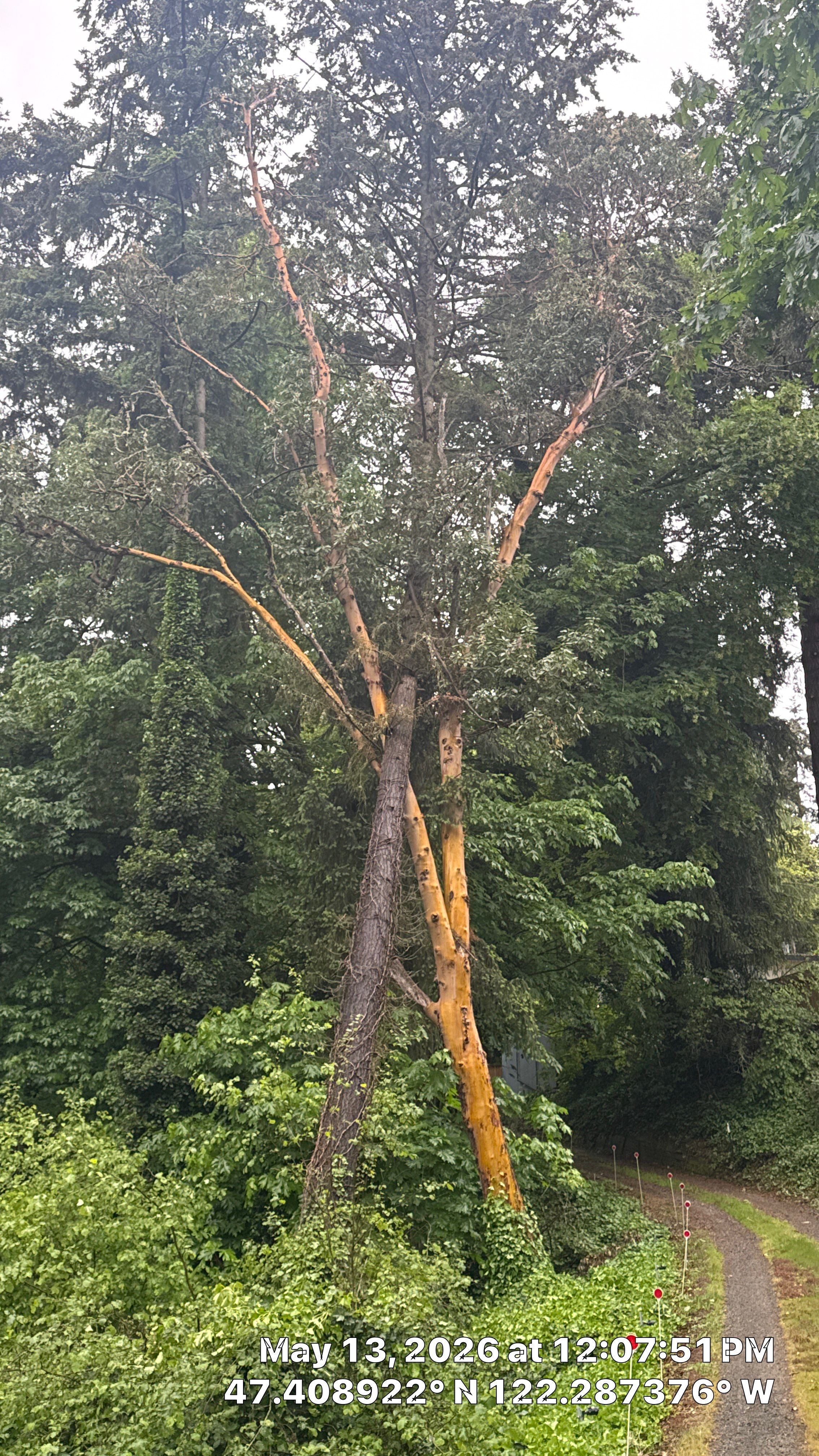Emergency Hazard Tree Removal and Rigging Operations in SeaTac, WA by Sound Tree Care LLC