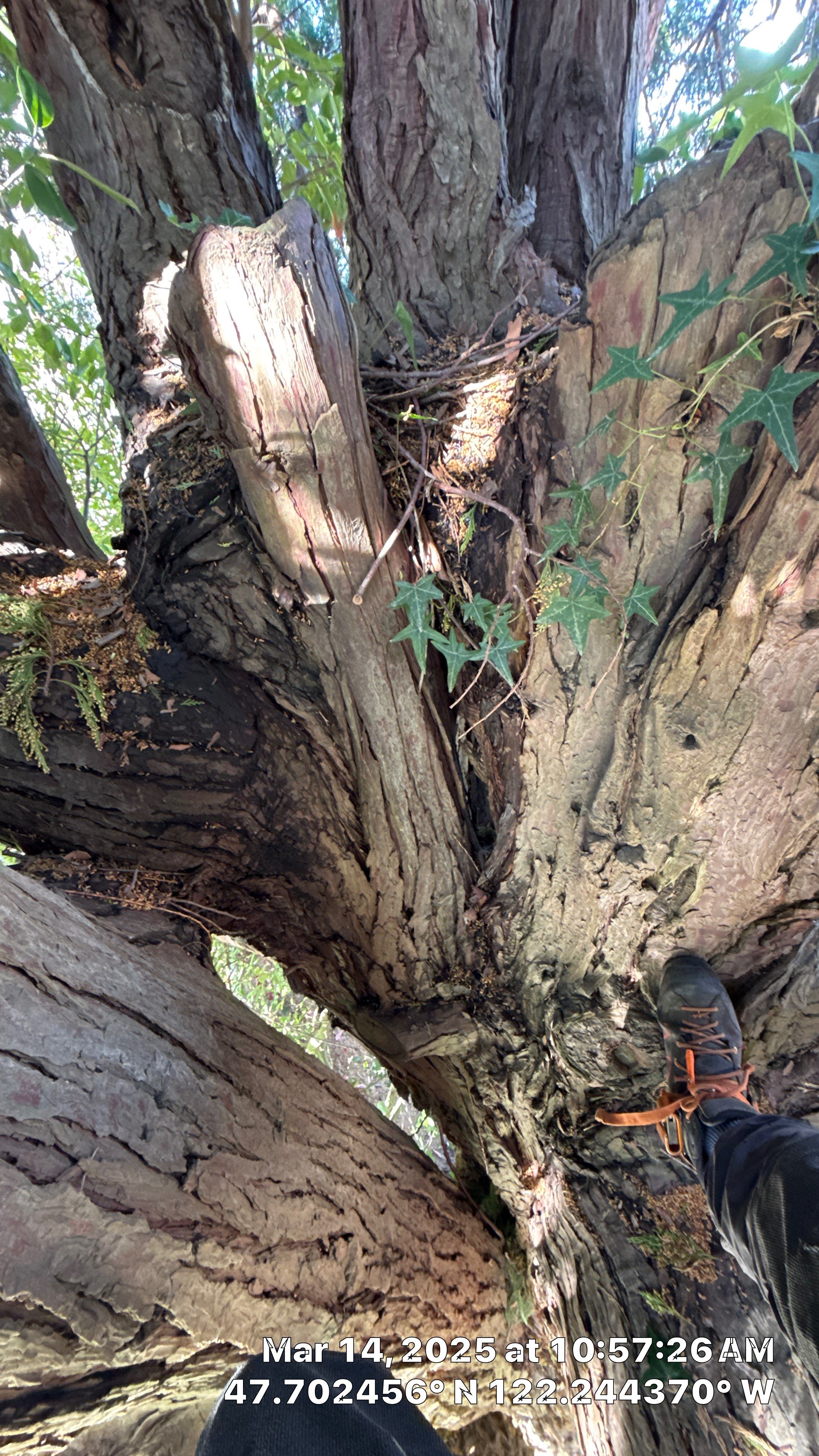 🧾 Tree Support System Assessment & Landmark Tree Risk Report – Holmes Point, Kirkland, WA by Sound Tree Care LLC