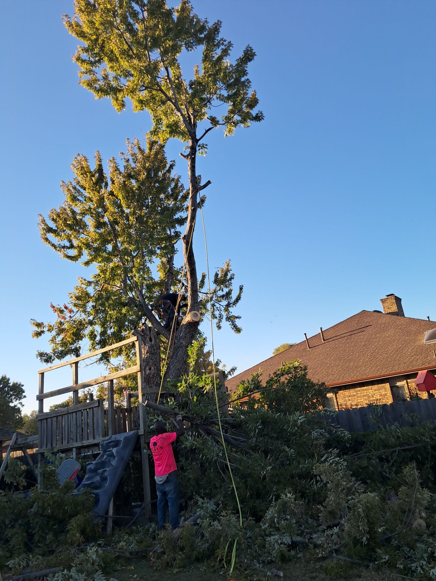 Tree Removal using Chainsaws by Clays Services Inc