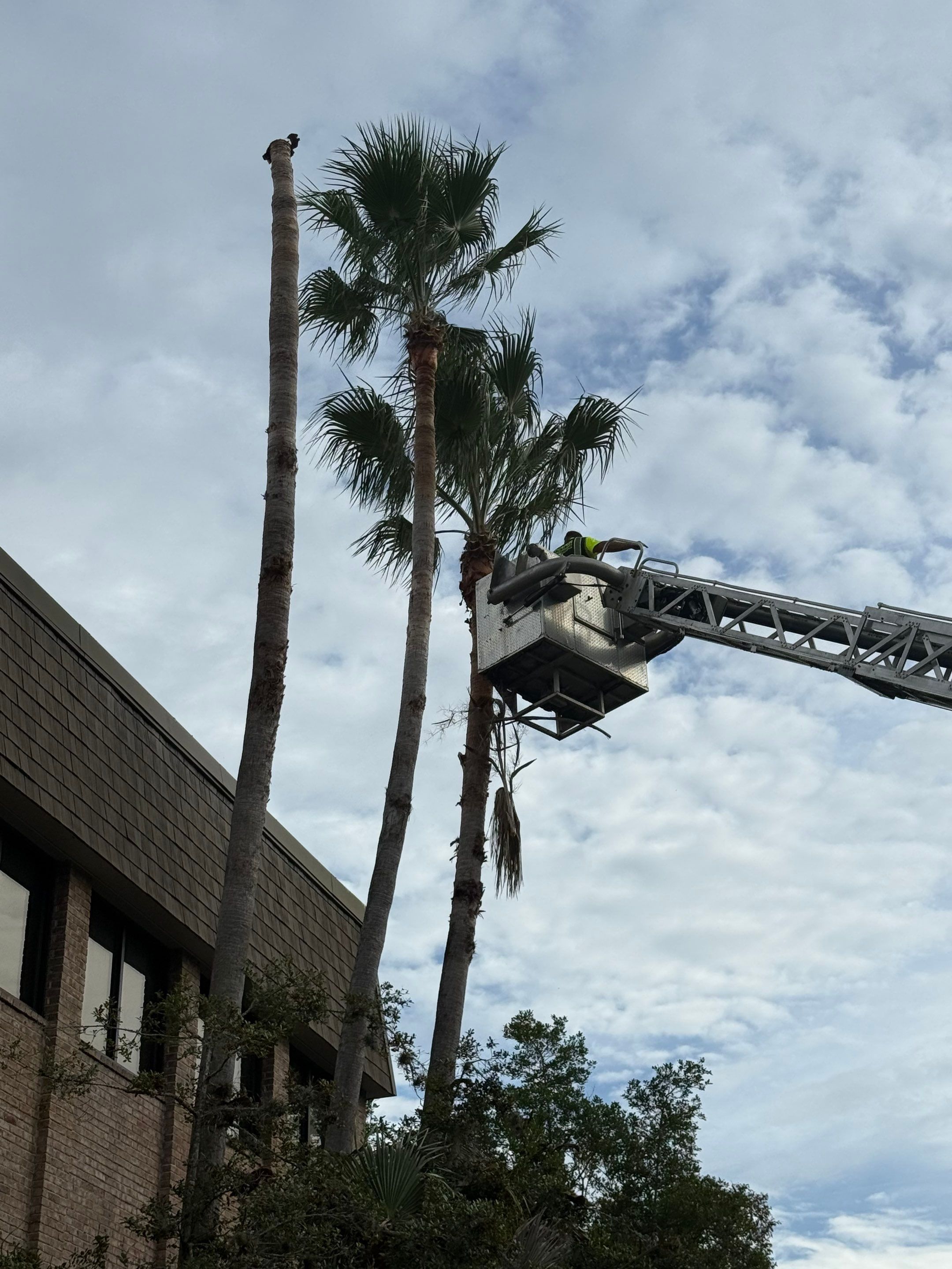 Volunteer Work | Episcopal High School of Jacksonville by ProGreen Services