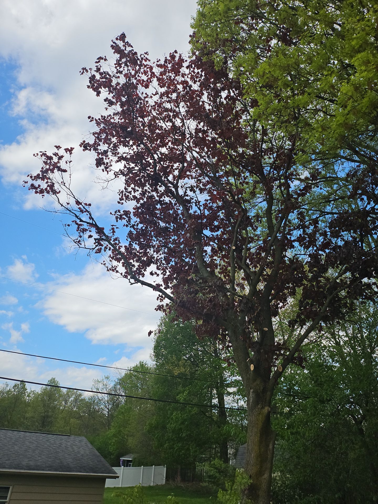 Tree Trimming using Tree Pruing by Mike Jones & Sons Tree Service LLC 