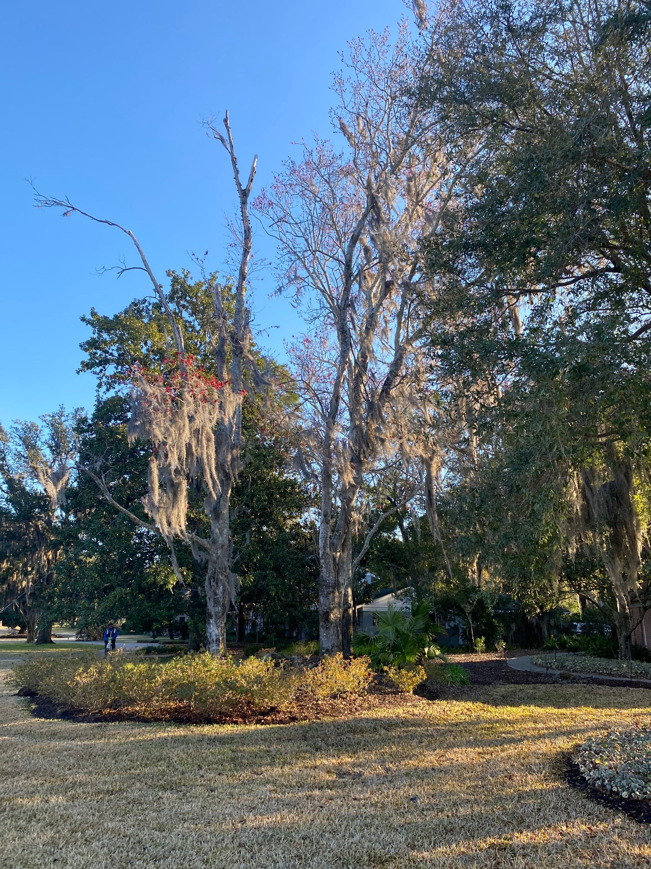 Deerwood Resident | Tree Removal & Mulch Install by ProGreen Services