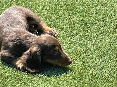 Fairhaven Dachshunds in North Manchster