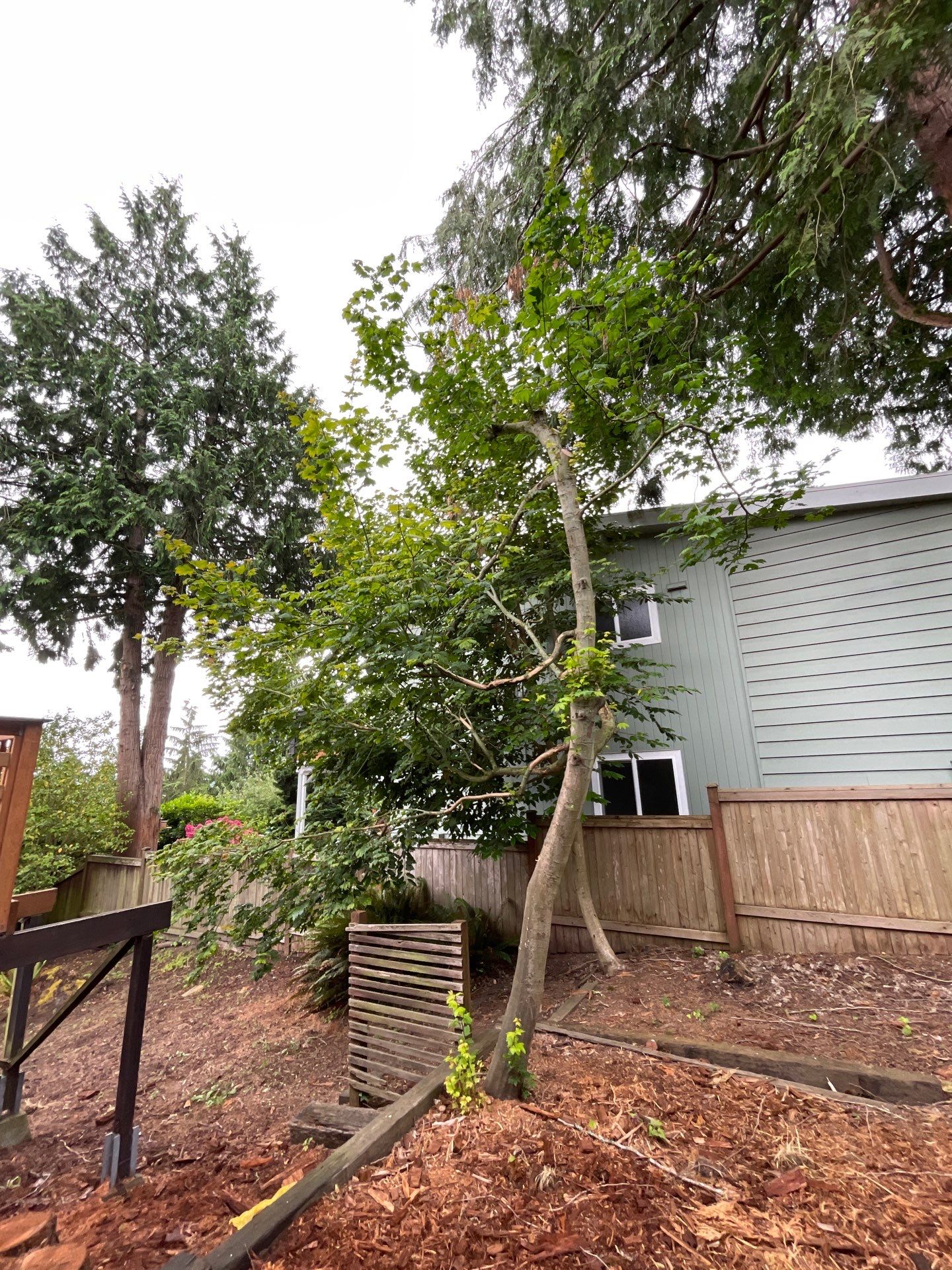 🌿Tree Inventory Showcase – Lake Forest Park, WA by Sound Tree Care LLC