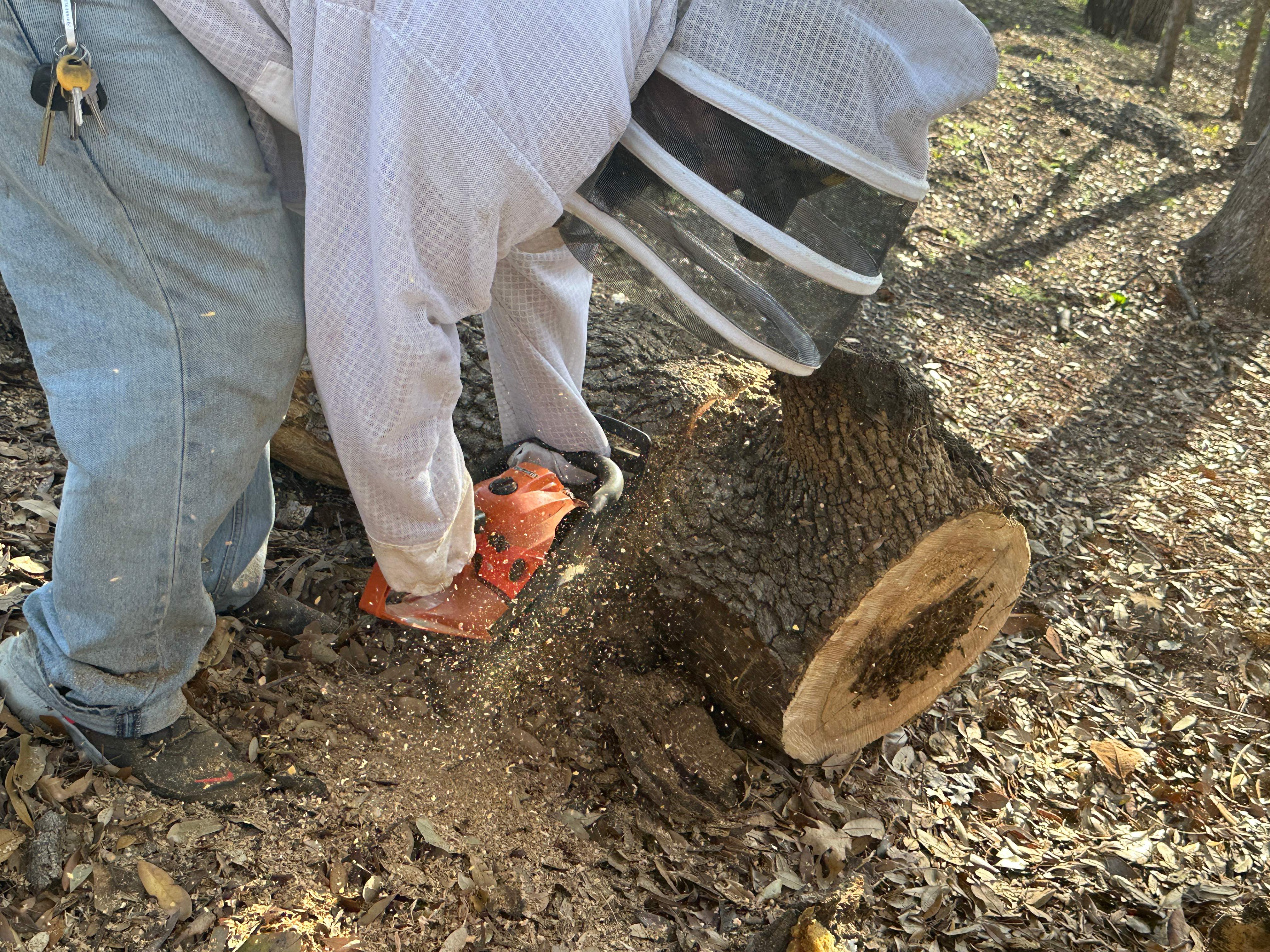 Fallen Tree by Rockwall Honey Bee Company