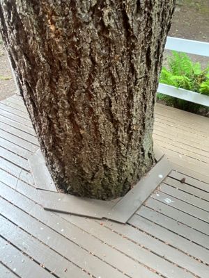 Issaquah Fir and Cedar Removal Near Power Lines and Deck