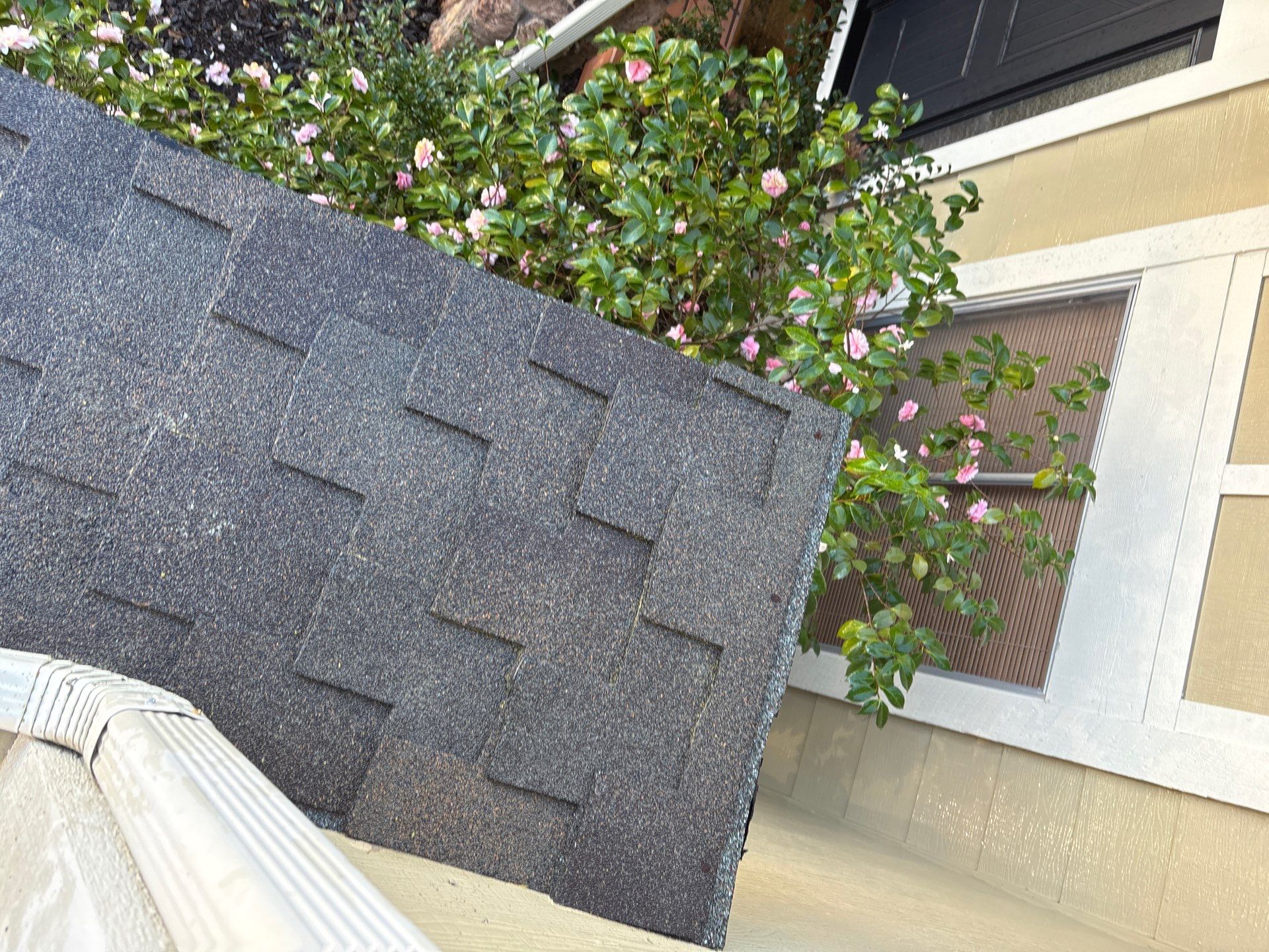 Moss Removal by Top Elevation