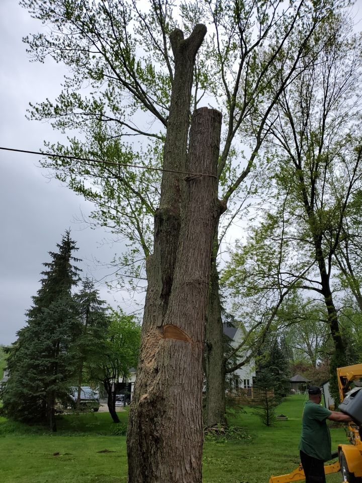 Tree Removal using Tree Removal by Mike Jones & Sons Tree Service LLC 