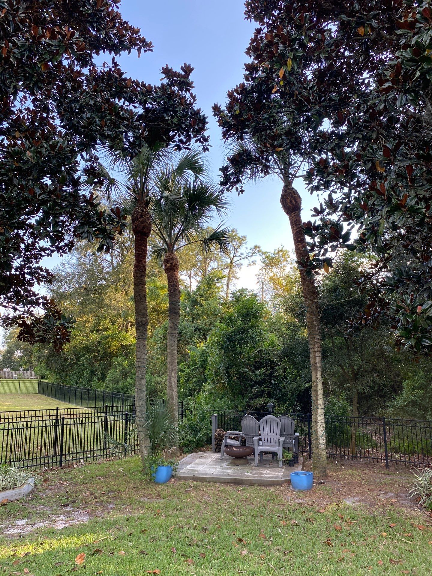 Deerwood Resident | Palm Tree Trimming by ProGreen Services