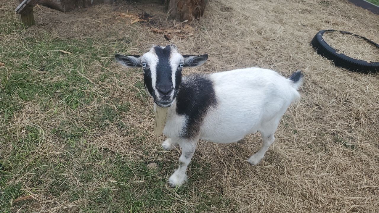Residential Roofing Installation by Inspector Roofing and Restoration