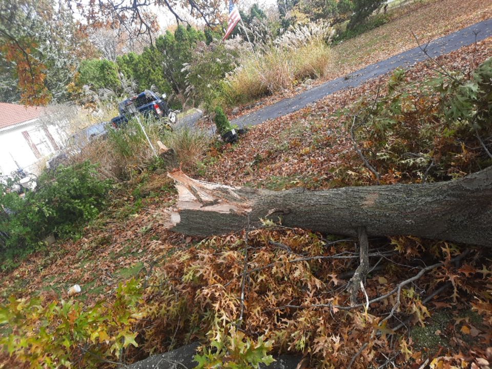 Tree Removal using Tree Removal by Mike Jones & Sons Tree Service LLC 