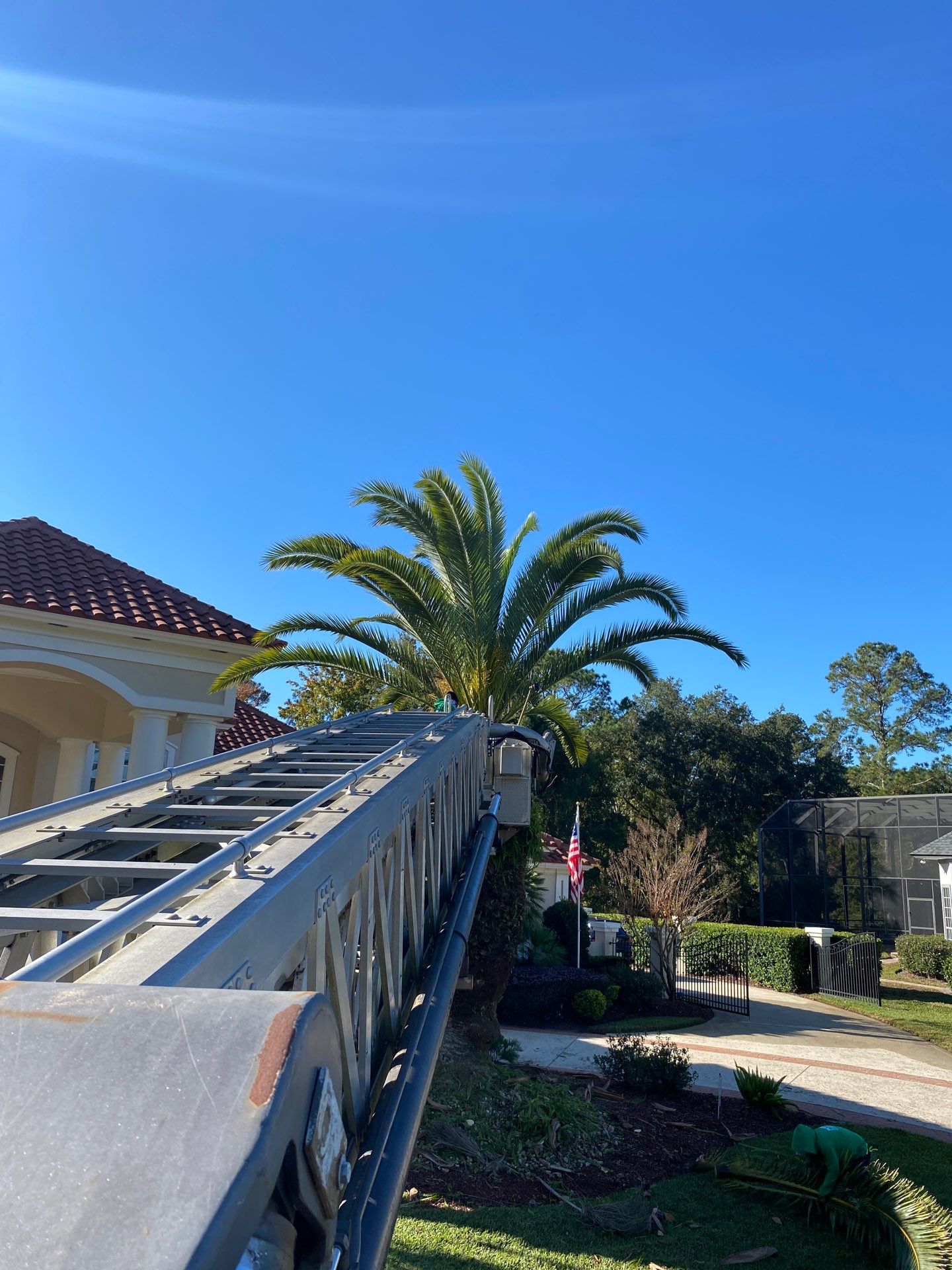 Deerwood Resident | Palm Trimming & Ground Cover by ProGreen Services