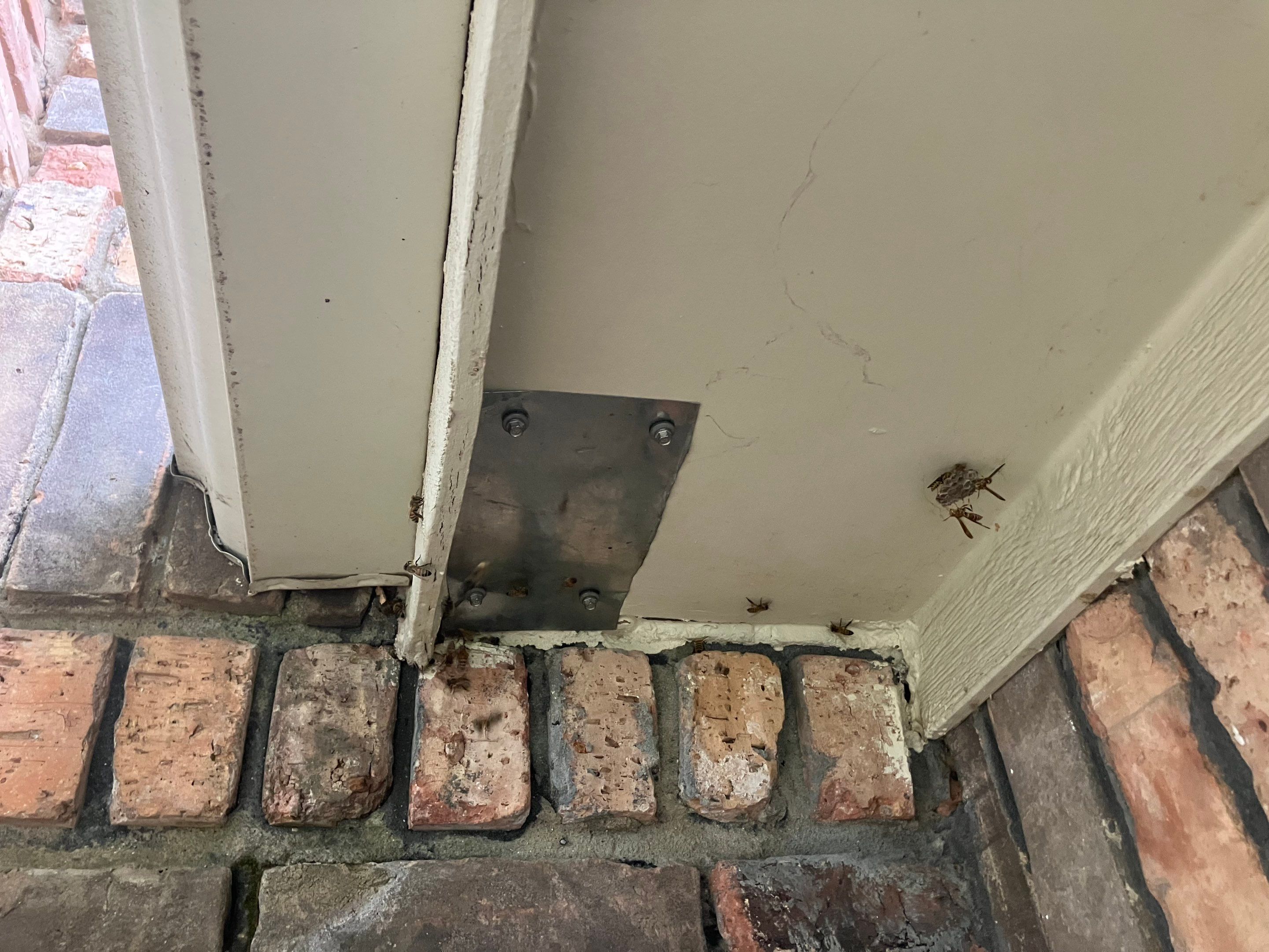 Kitchen ceiling bees by Rockwall Honey Bee Company