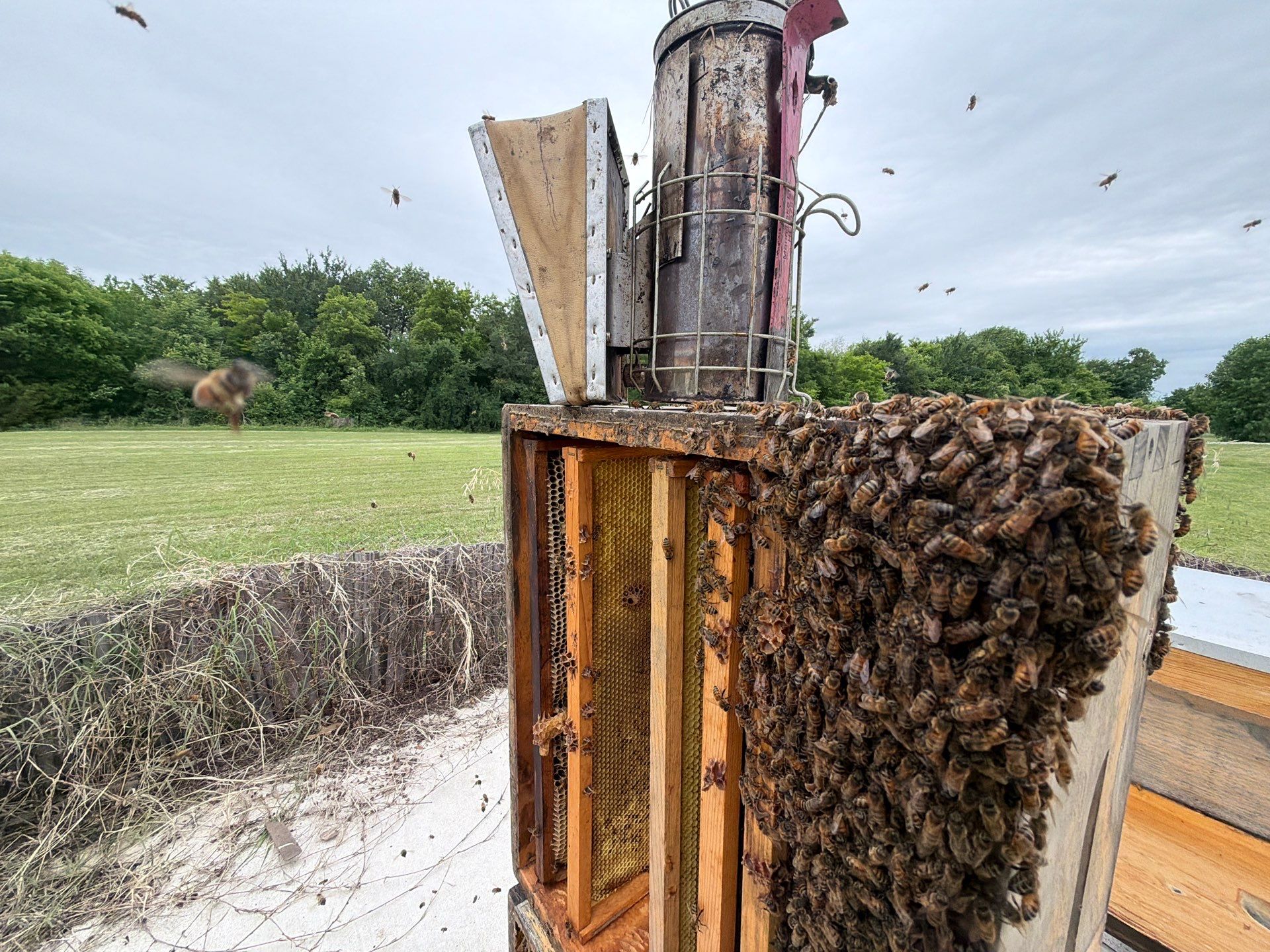 Bees at the Bank! by Rockwall Honey Bee Company