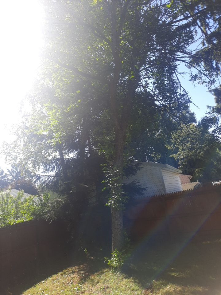 Tree Removal using Tree Removal by Mike Jones & Sons Tree Service LLC 