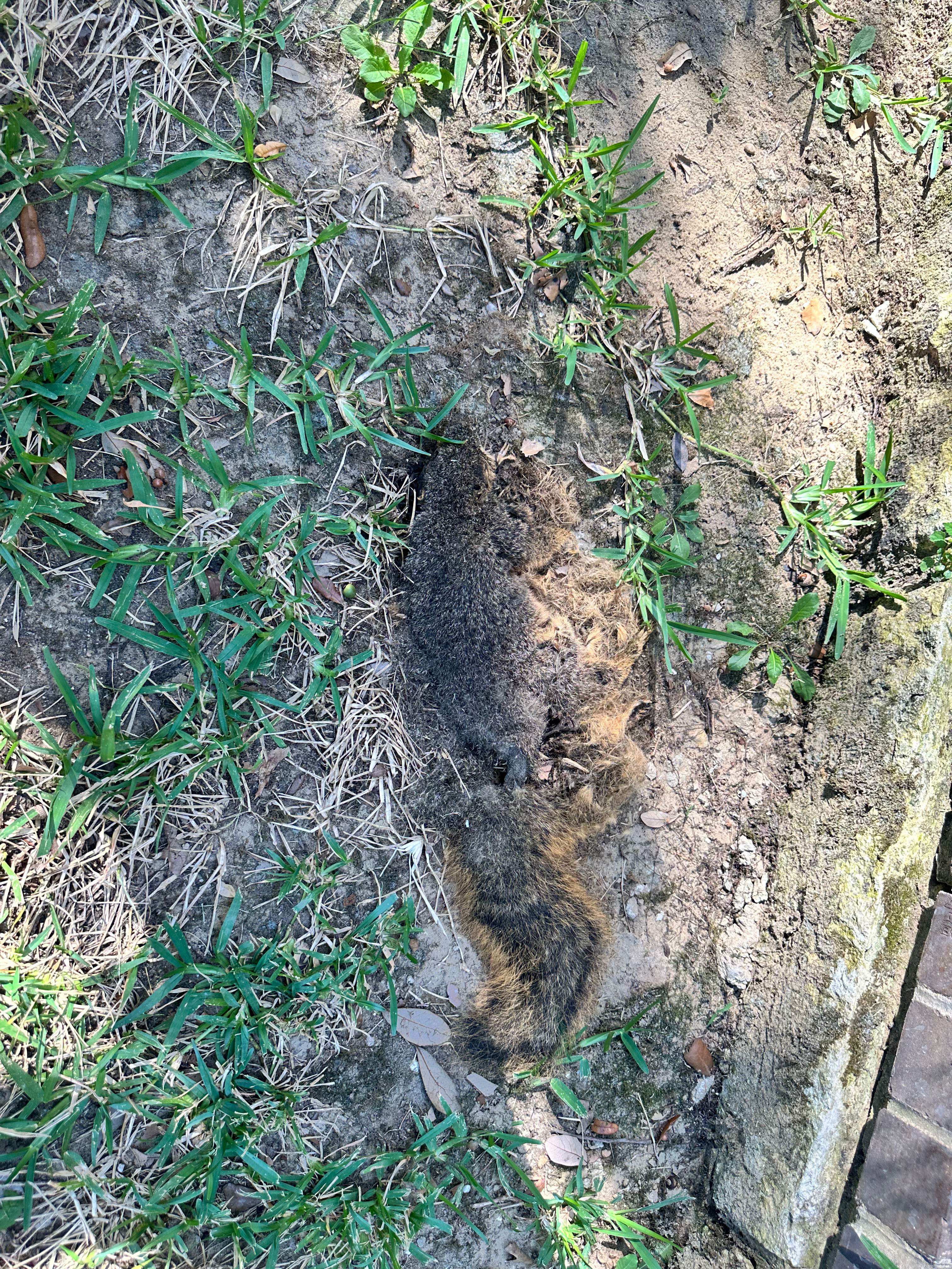 High Bees by Rockwall Honey Bee Company