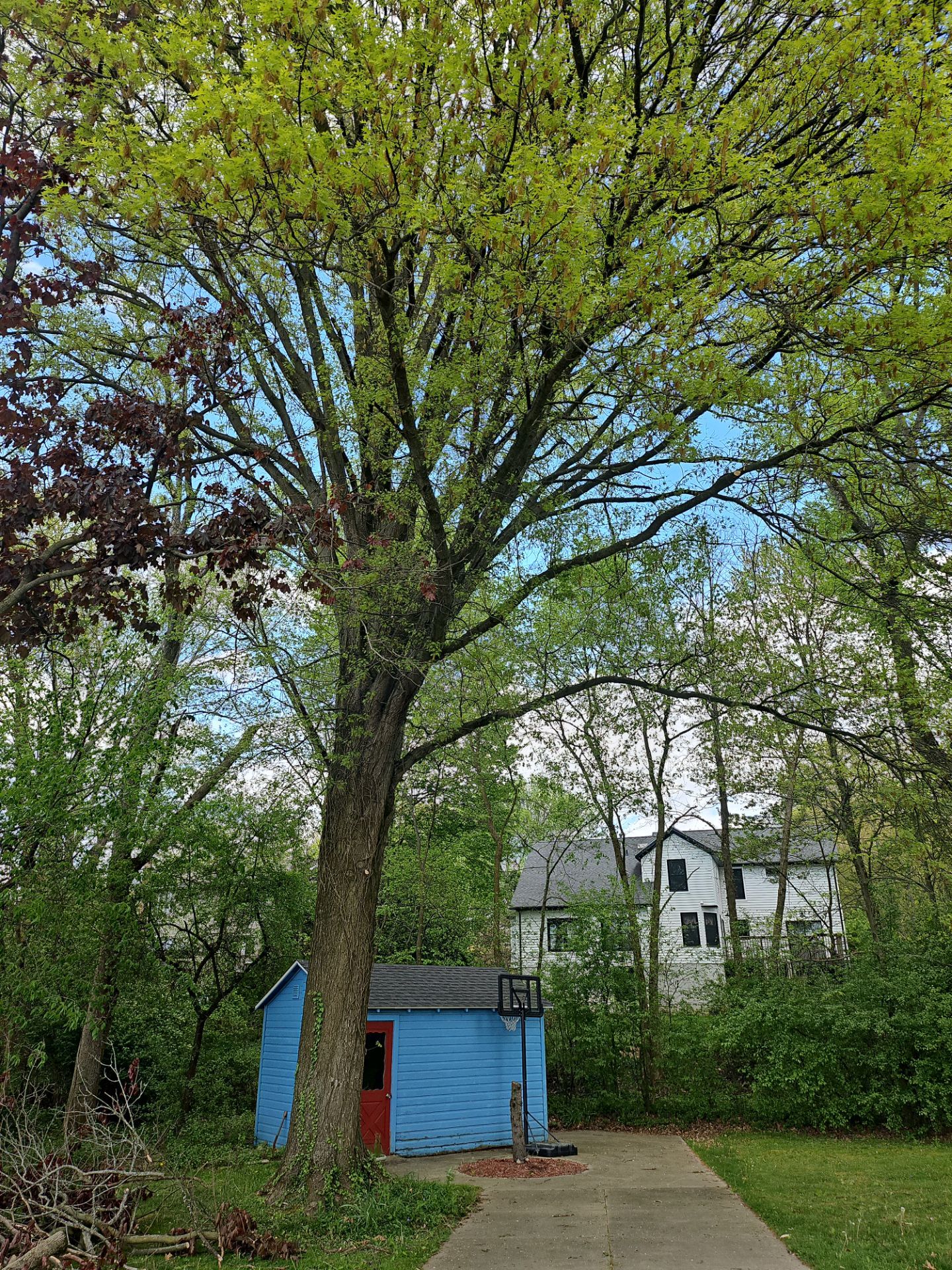 Tree Trimming using Tree Pruing by Mike Jones & Sons Tree Service LLC 