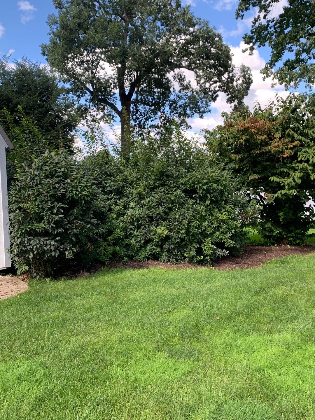 Tree Trimming using Tree Pruing by Mike Jones & Sons Tree Service LLC 