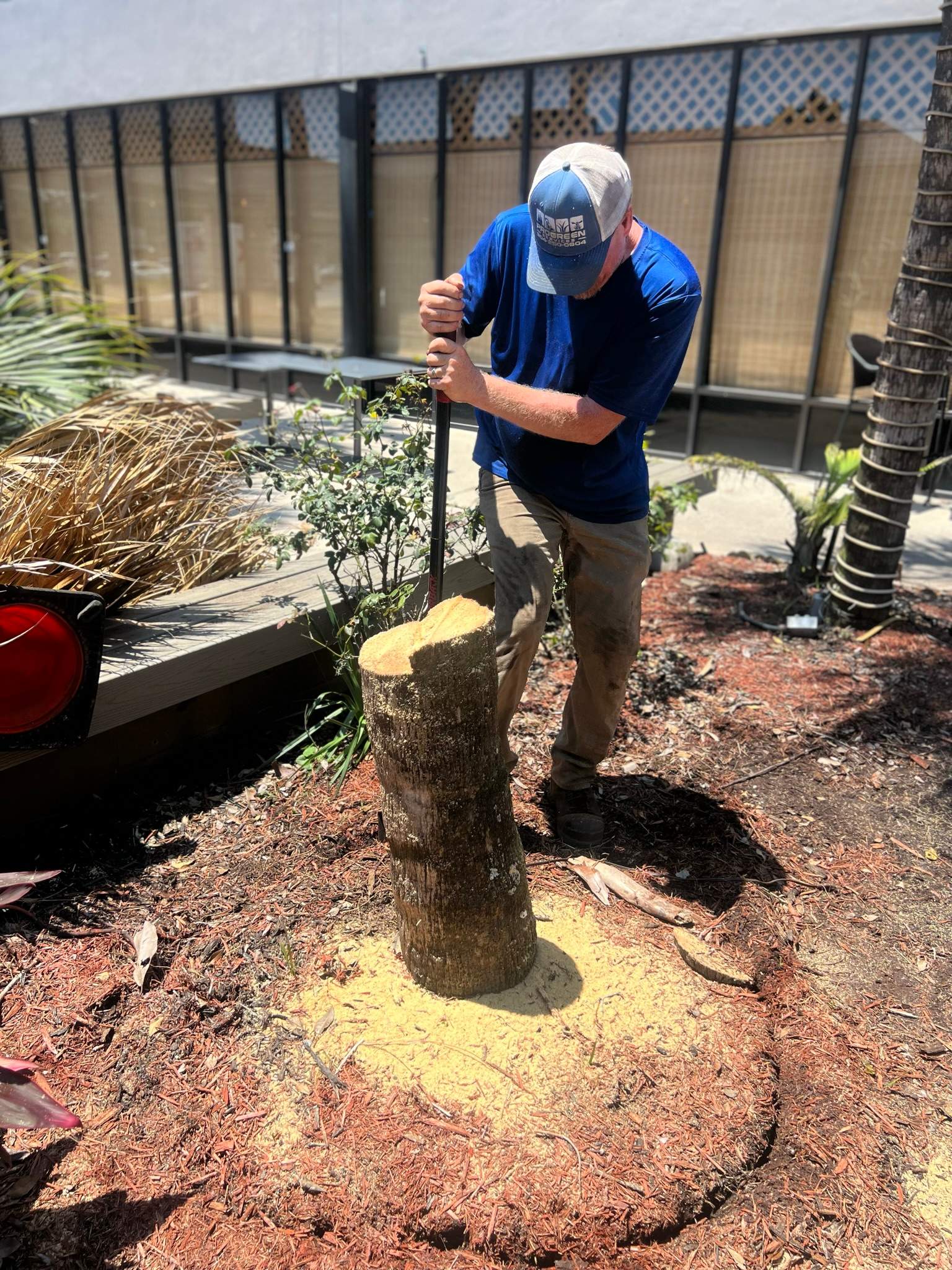 Palm Tree Trimming | Planet Fitness by ProGreen Services