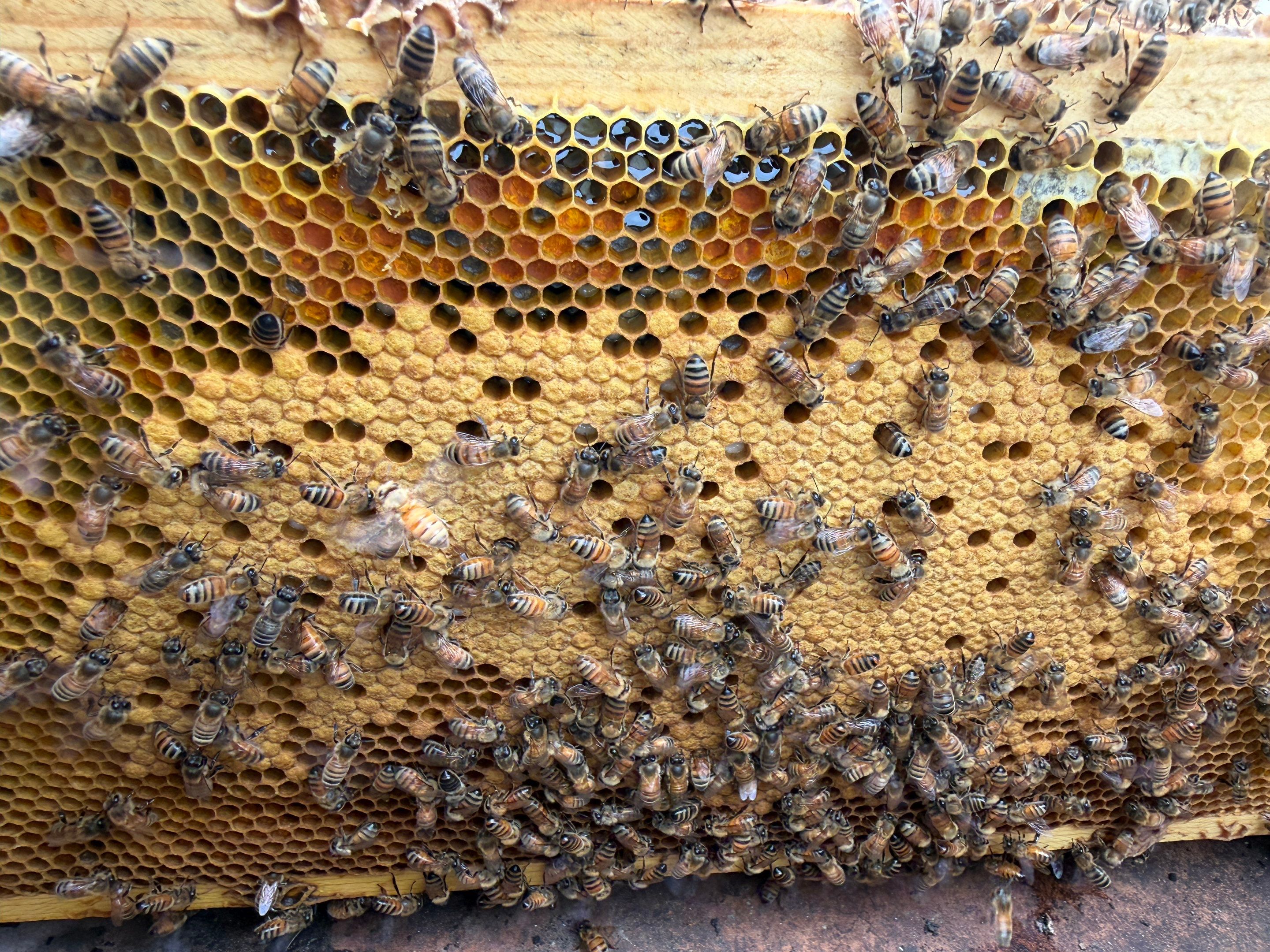 Exemption in Royse City, TX by Rockwall Honey Bee Company